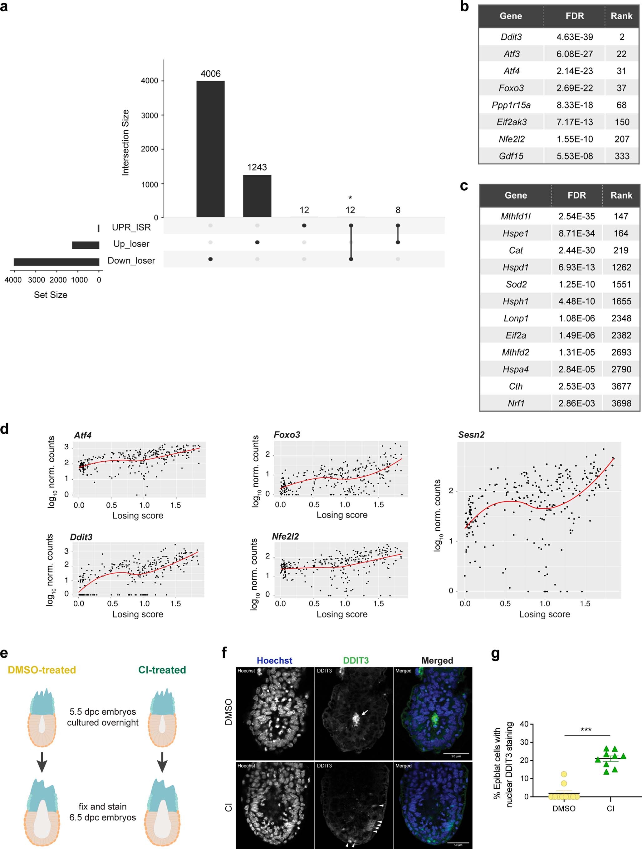 Extended Data Fig. 4: Cells eliminated during early mouse embryogenesis have activated stress responses.