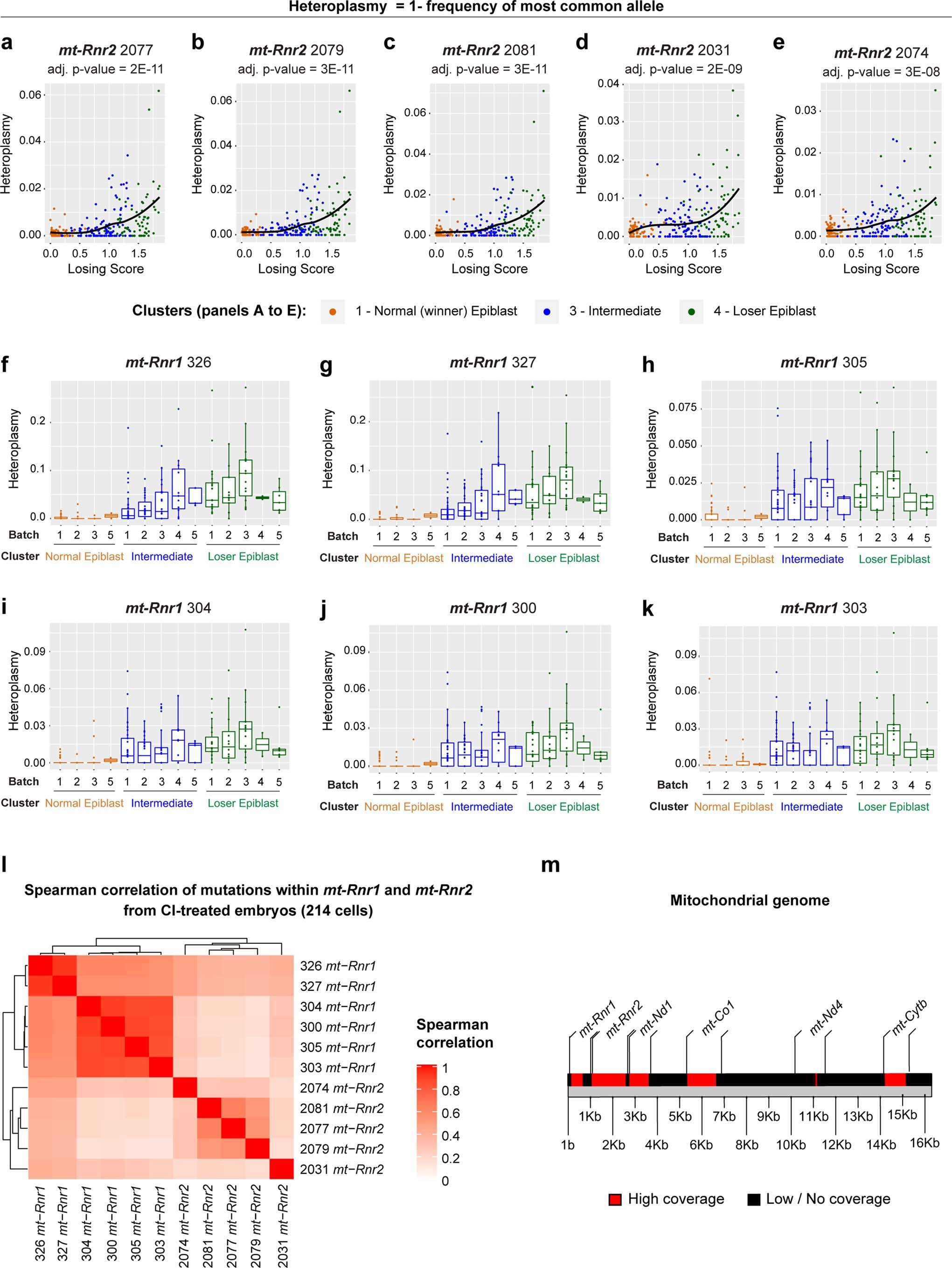 Extended Data Fig. 7: Analysis of SNPs in mtDNA in epiblast cells.