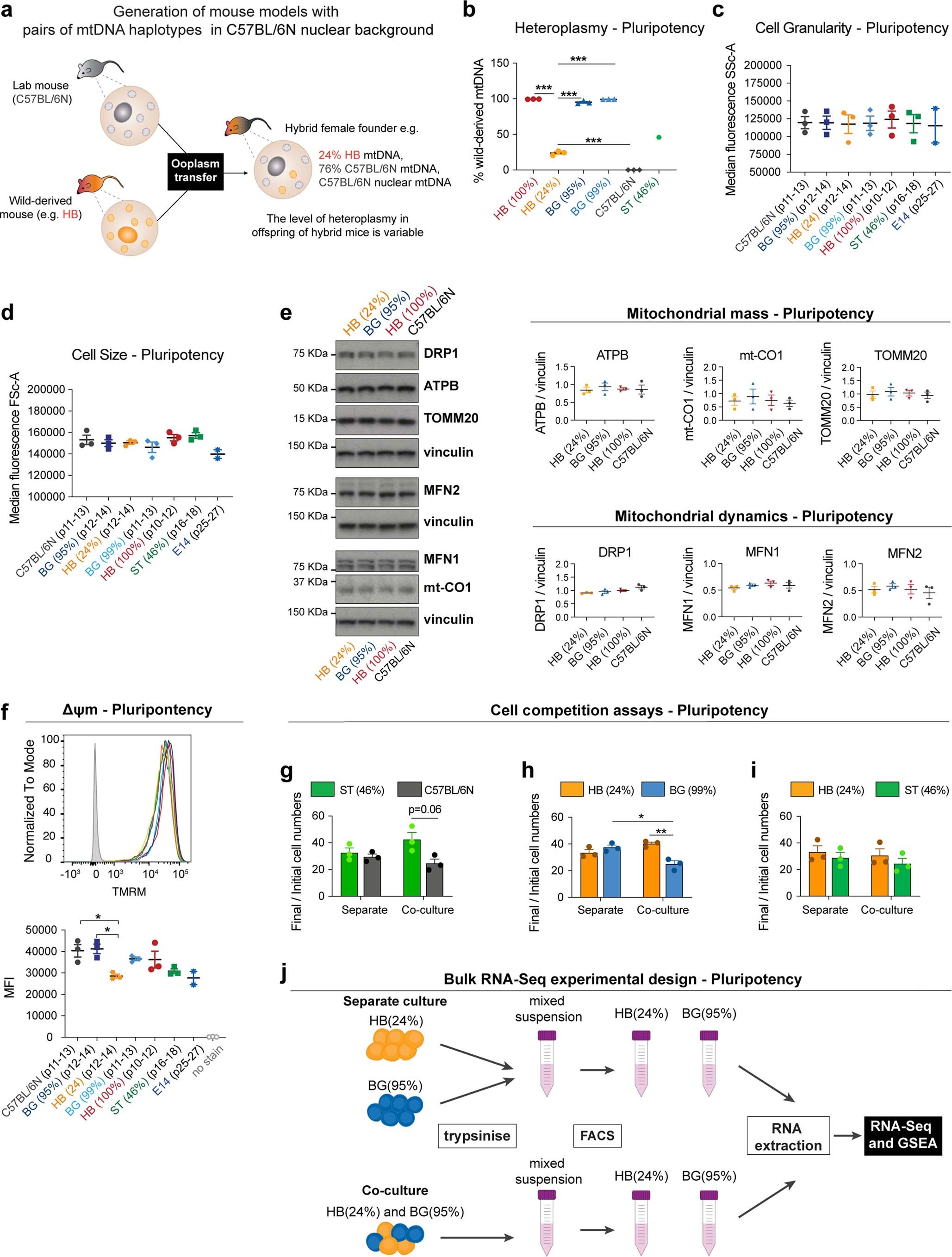 Extended Data Fig. 8: Changes in mtDNA sequence are enough to trigger cell competition.