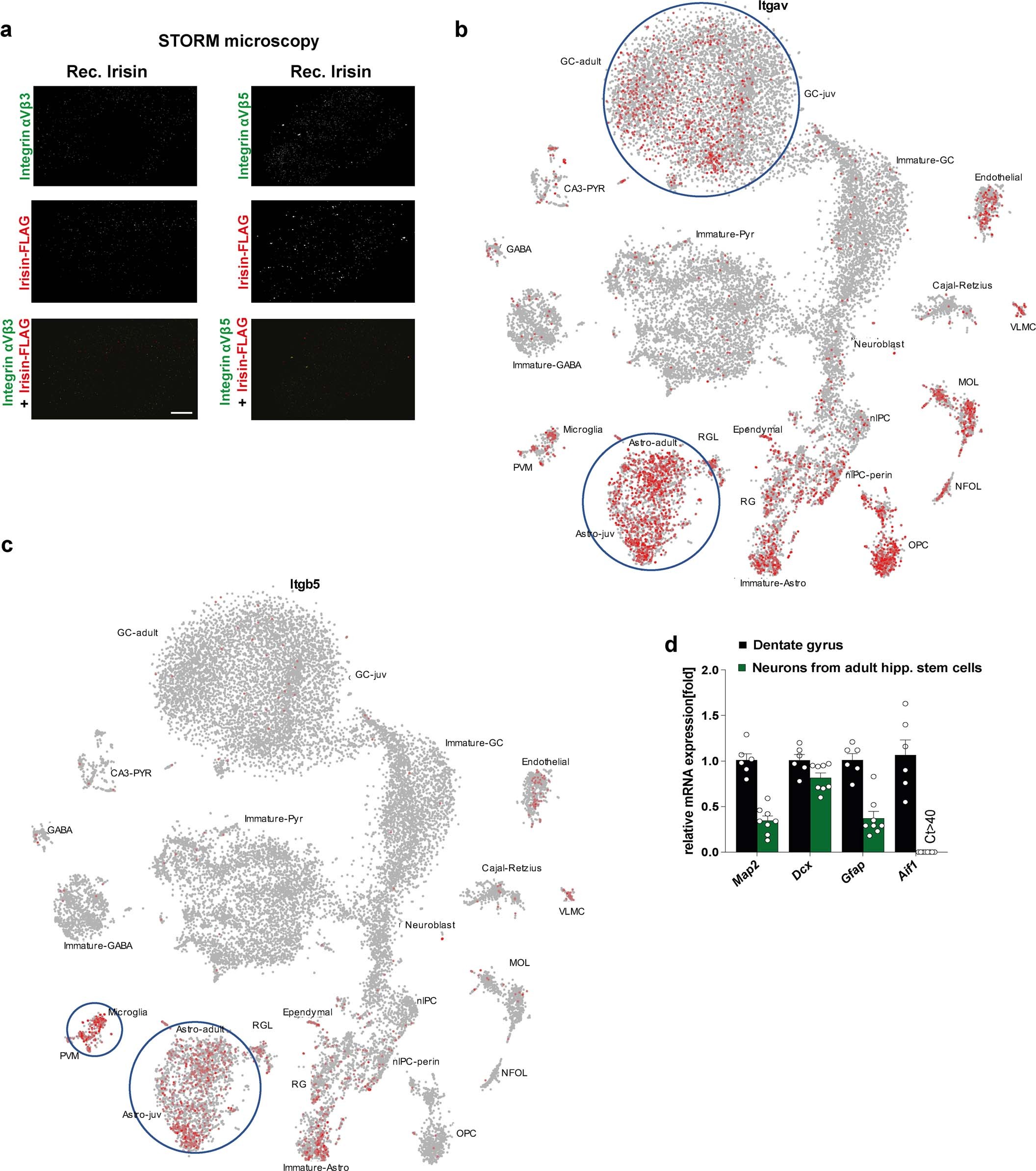 Extended Data Fig. 9: Irisin binds αV/β5 integrin receptor on astrocytes in adult hippocampal neural stem cells cultures.