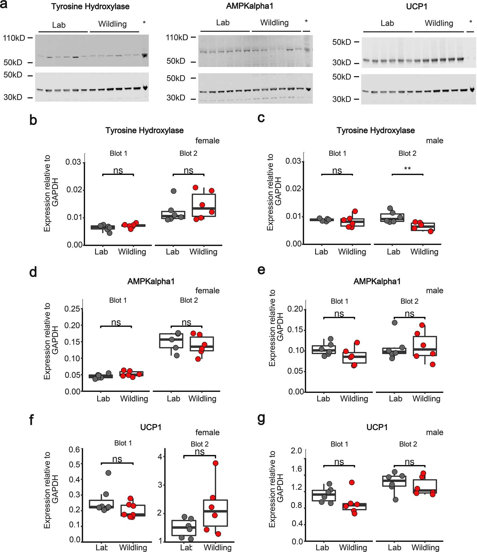 Extended Data Fig. 6: Western Blot analysis of AMPKalpha1, tyrosine hydroxylase and UCP1 in iBAT.