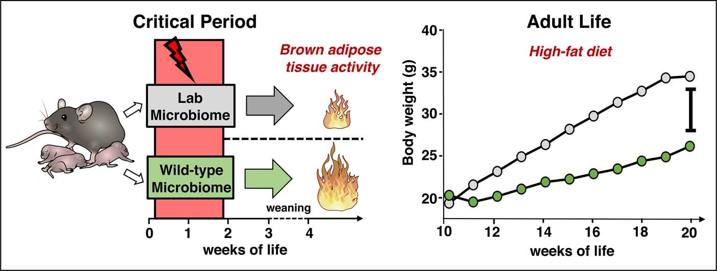 Extended Data Fig. 9: Graphical Summary.