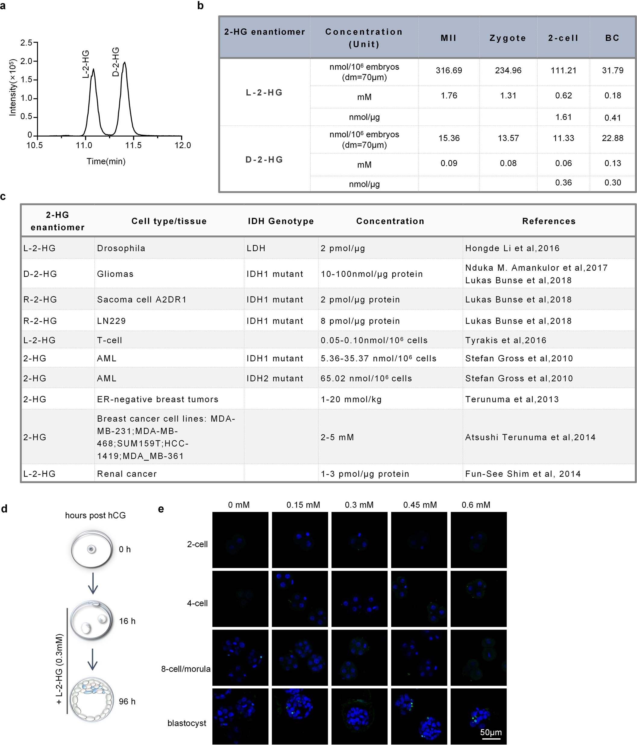 Extended Data Fig. 7: Absolute concentration of L-2-HG, and concentration titration for treating embryos.