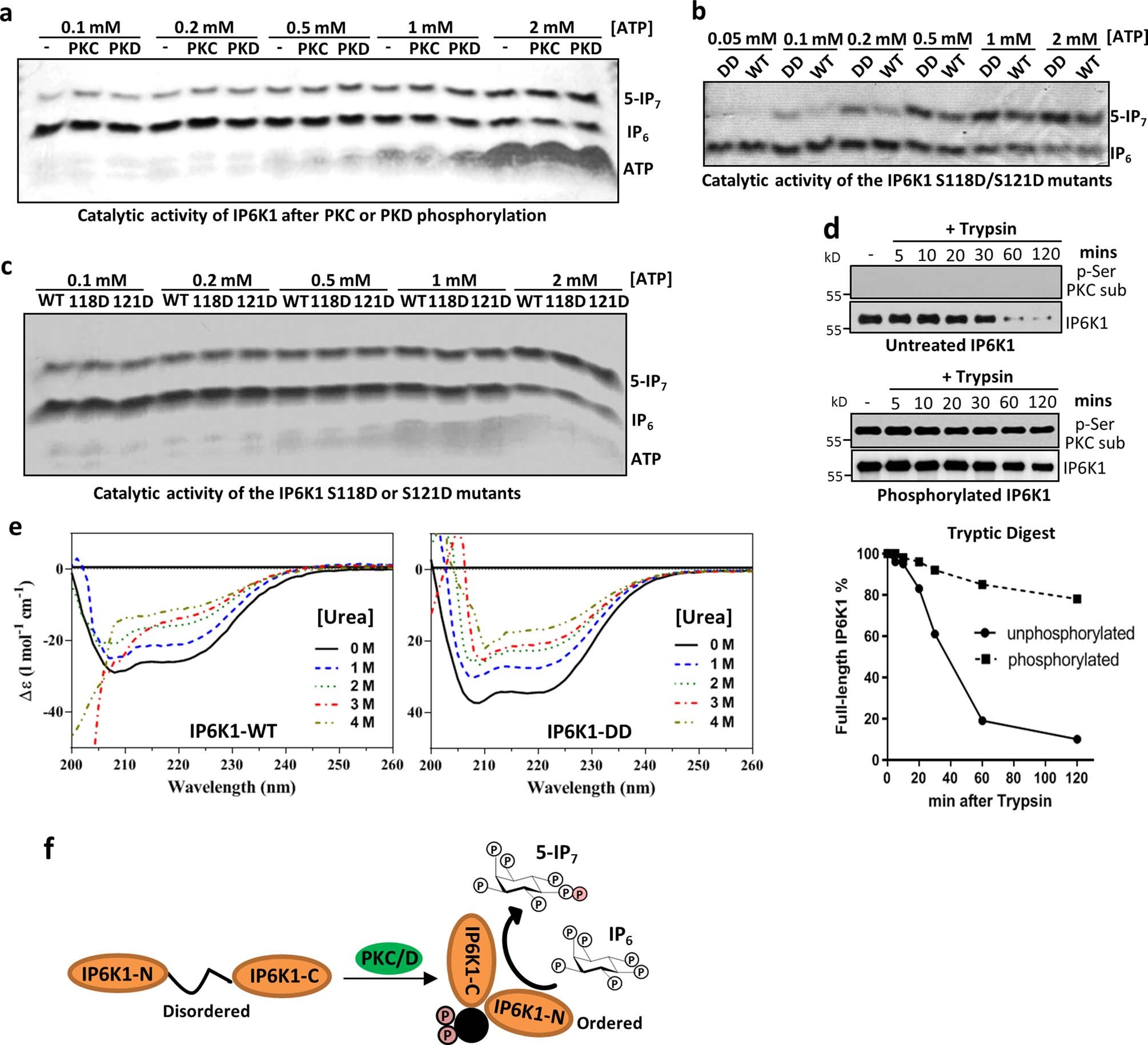 Extended Data Fig. 2: Activation of IP6K1 by PKC/D-mediated phosphorylation and consequent conformational changes.