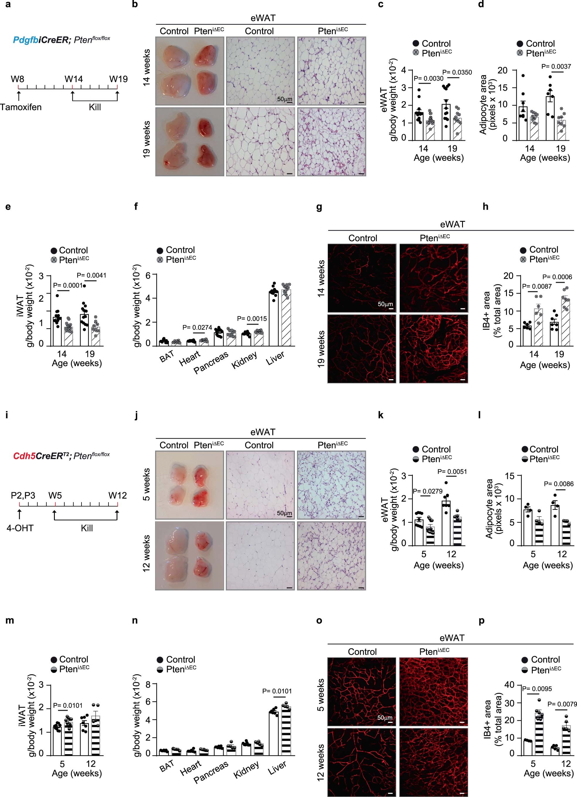 Extended Data Fig. 4: In vivo characterization upon endothelial Pten loss.