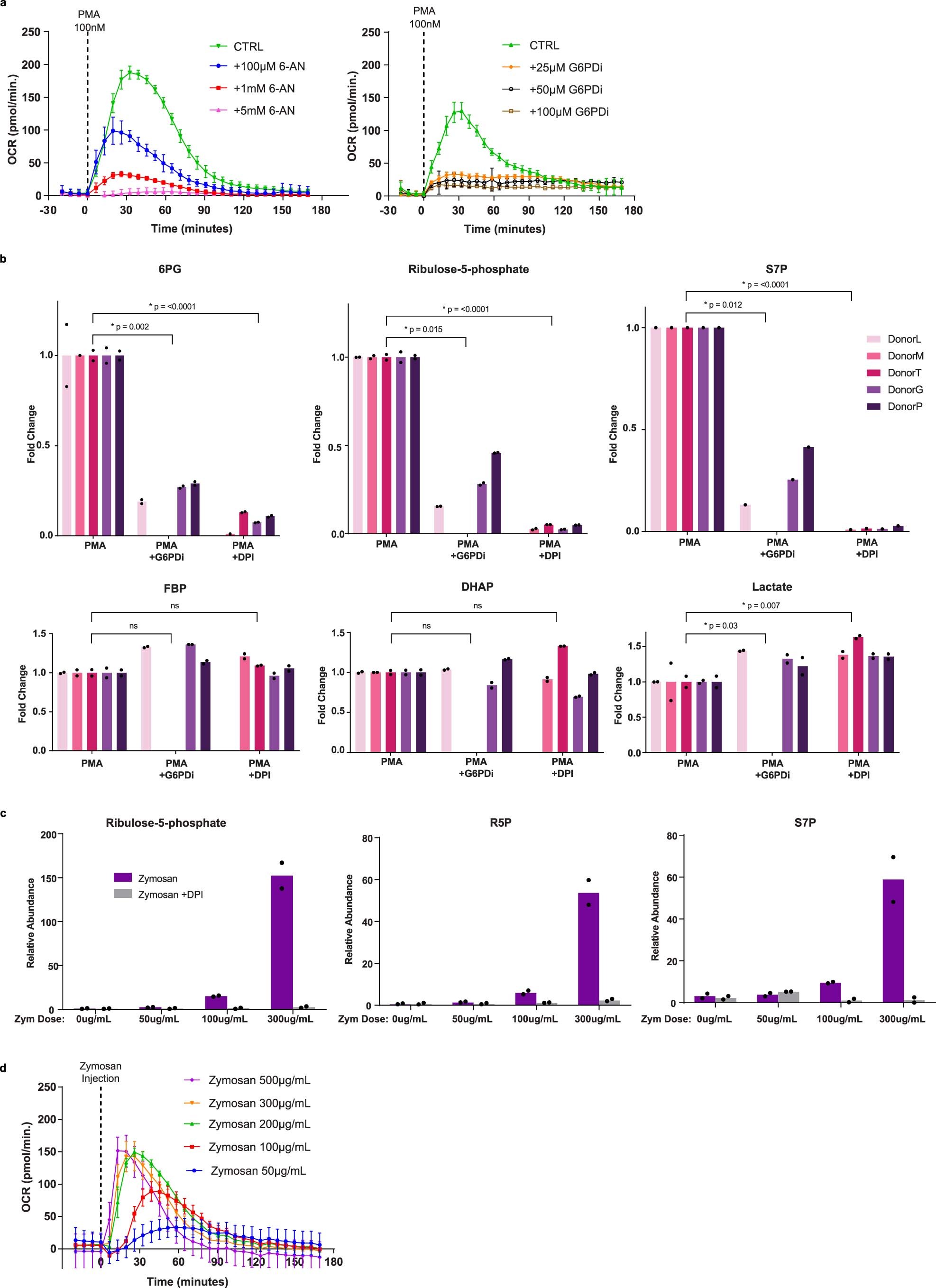 Extended Data Fig. 1: Oxidative burst relies on oxidative PPP, and the rewiring of PPP is coupled to the oxidative burst (Related to Fig. 1).