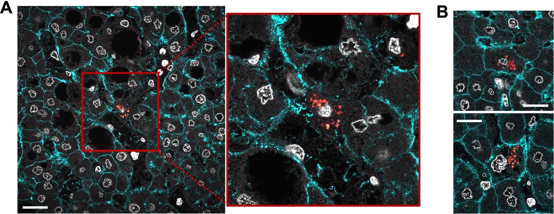 Extended Data Fig. 10