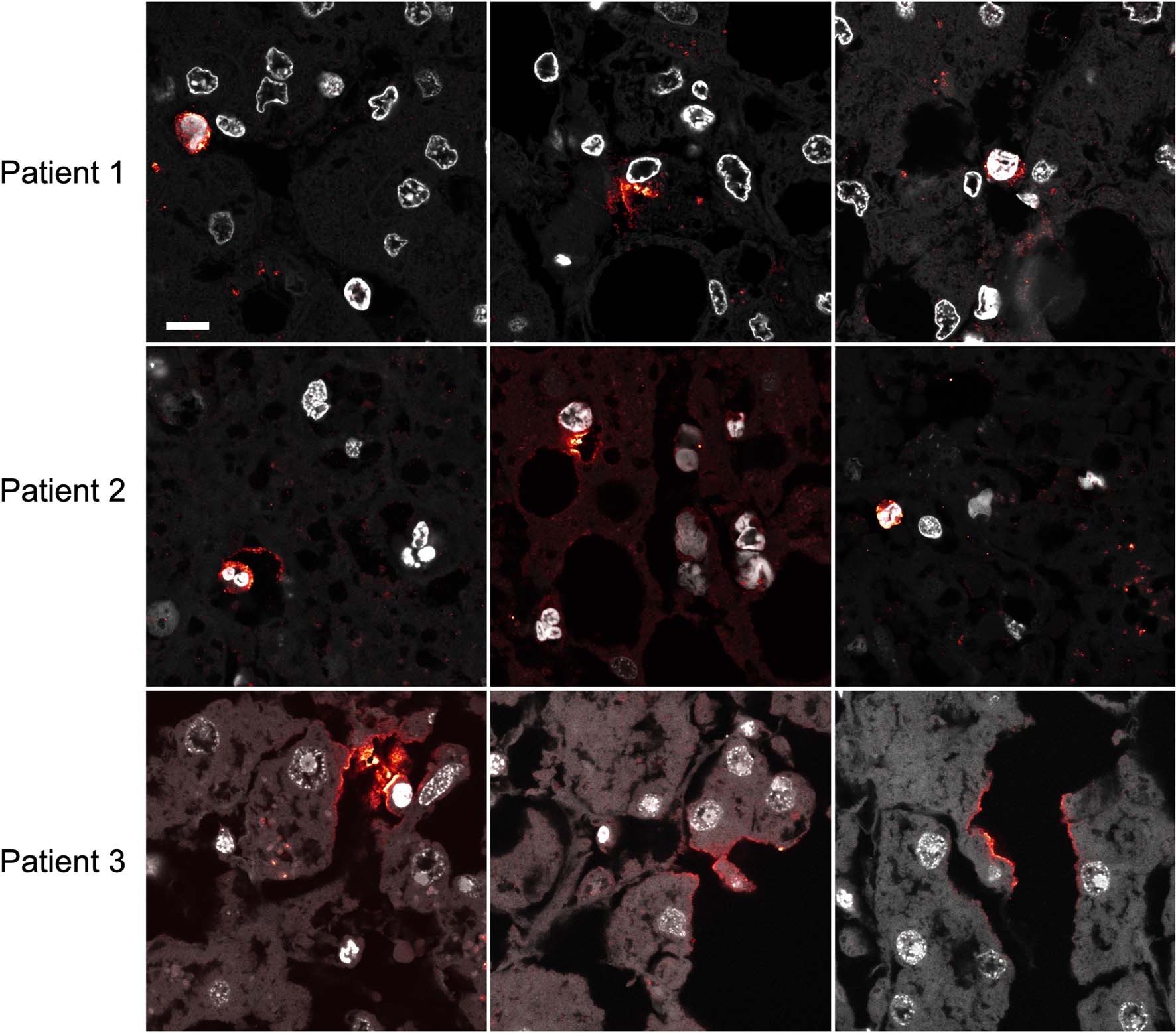 Extended Data Fig. 3