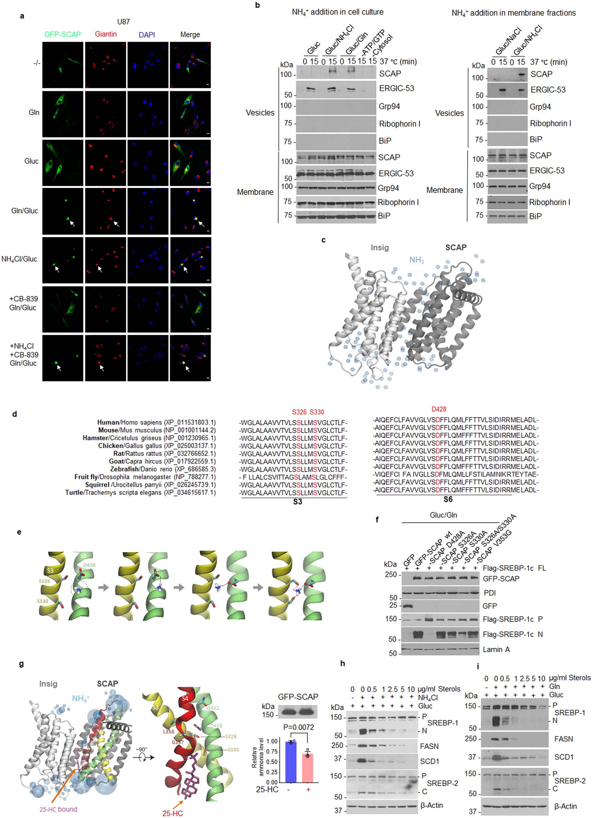 Extended Data Fig. 5: Ammonia binds to SCAP stimulating SCAP/SREBP activation.