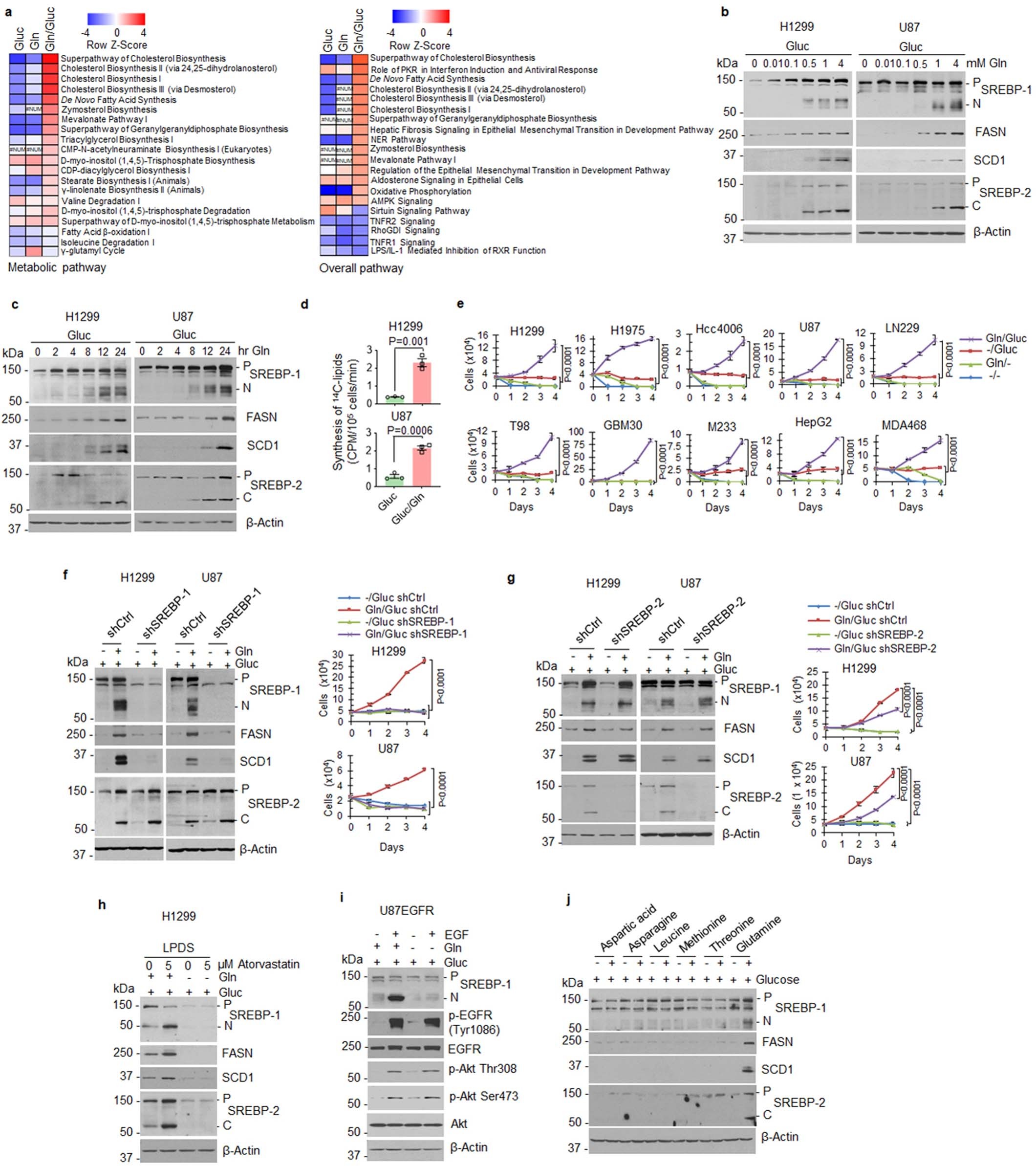 Extended Data Fig. 1: Glutamine activates SREBP-1 to promote cell proliferation.