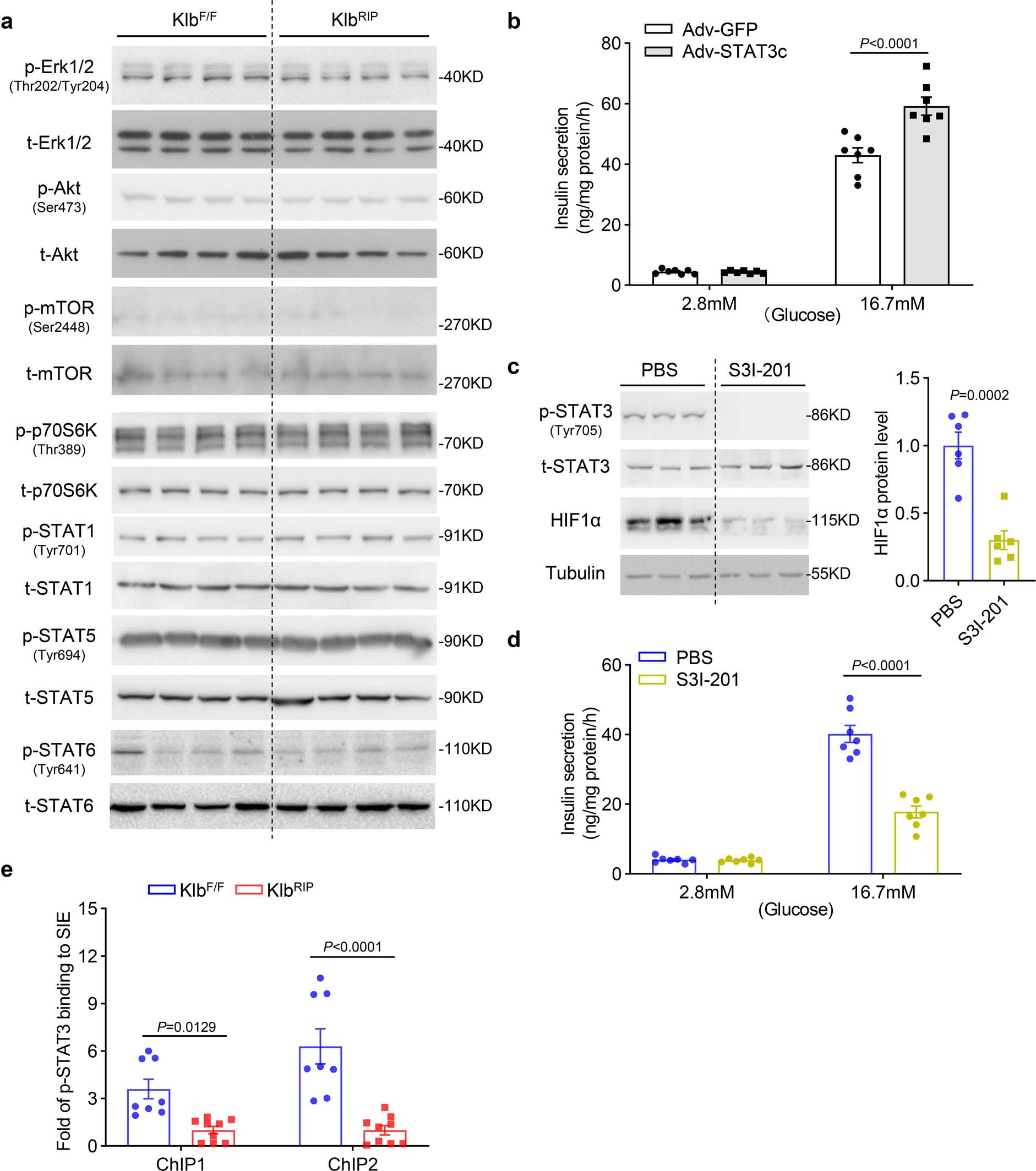 Extended Data Fig. 6: STAT3 modulates HIF1α expression and GSIS in β-cells.