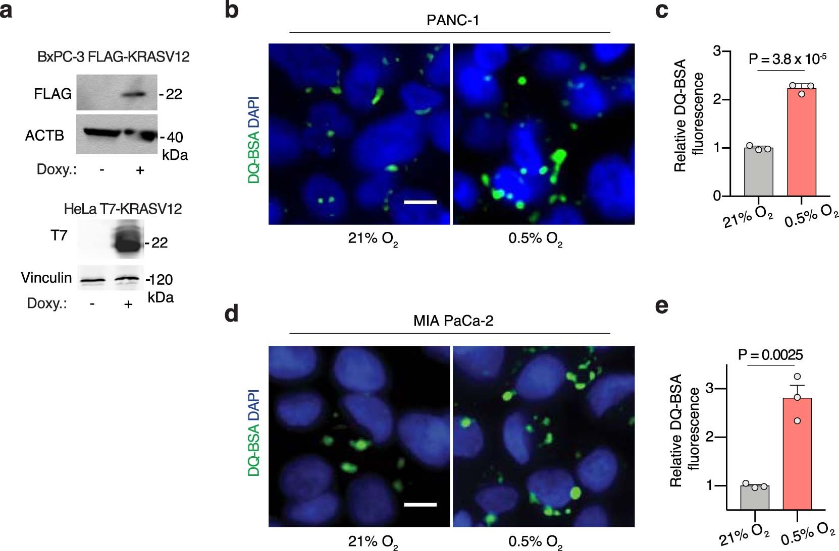 Extended Data Fig. 5: Hypoxia-induced macropinocytosis depends on oncogenic KRAS in PDACs.
