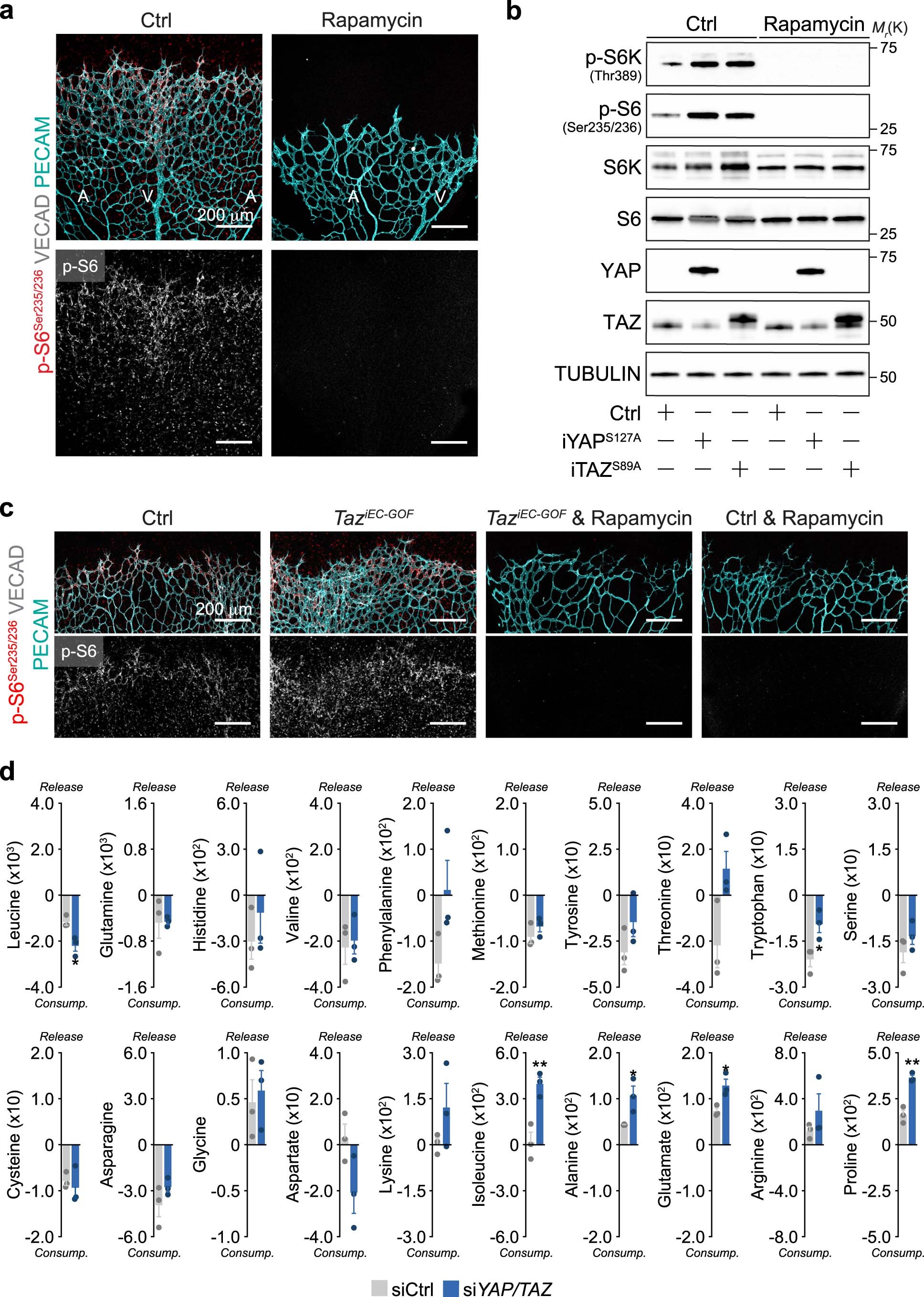 Extended Data Fig. 8: mTOR inhibition prevents TAZ-induced vascular overgrowth.