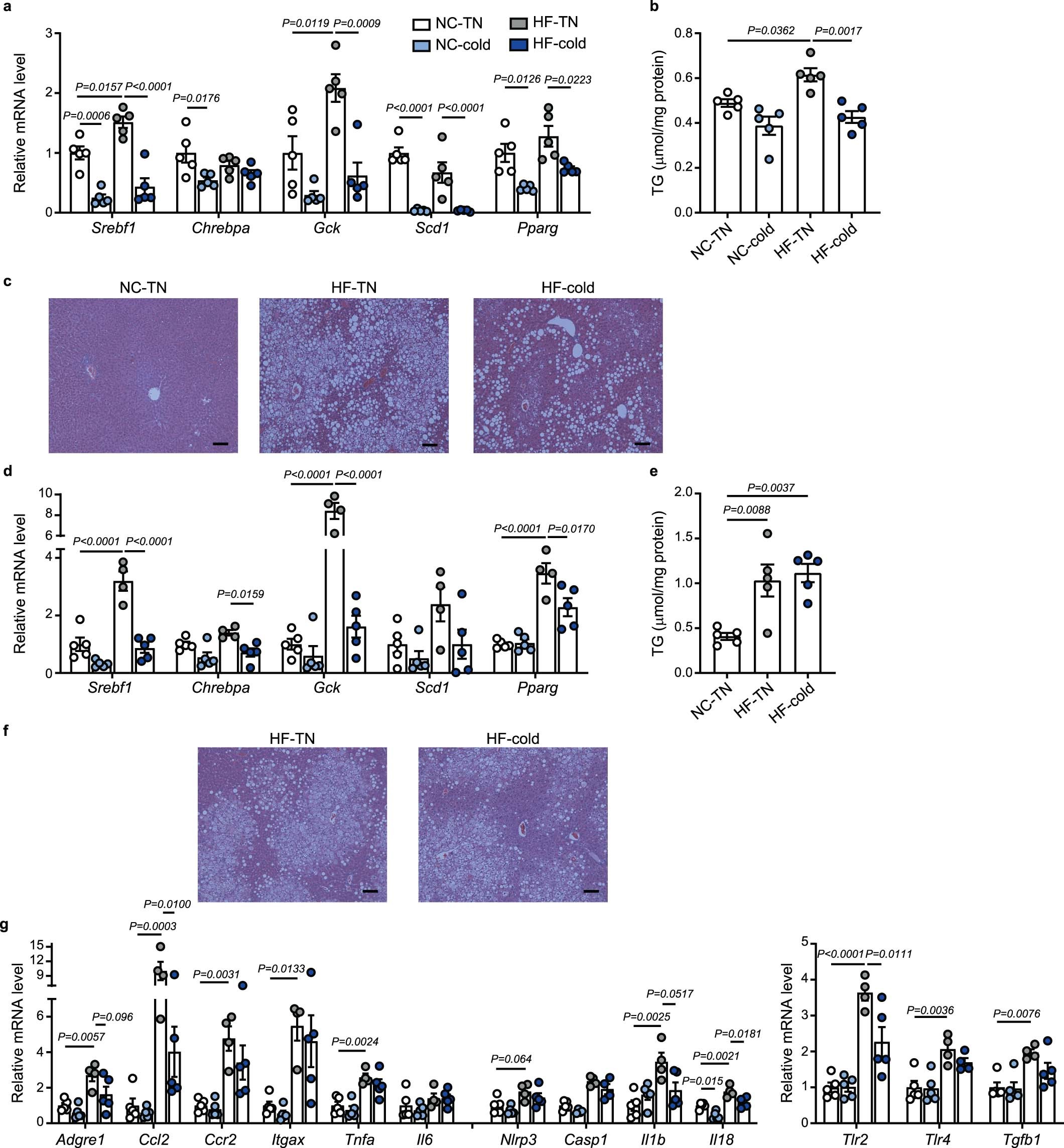 Extended Data Fig. 4: Cold-induced resolution of inflammation precedes changes in lipid accumulation in the liver of DIO mice, related to Fig. 2.
