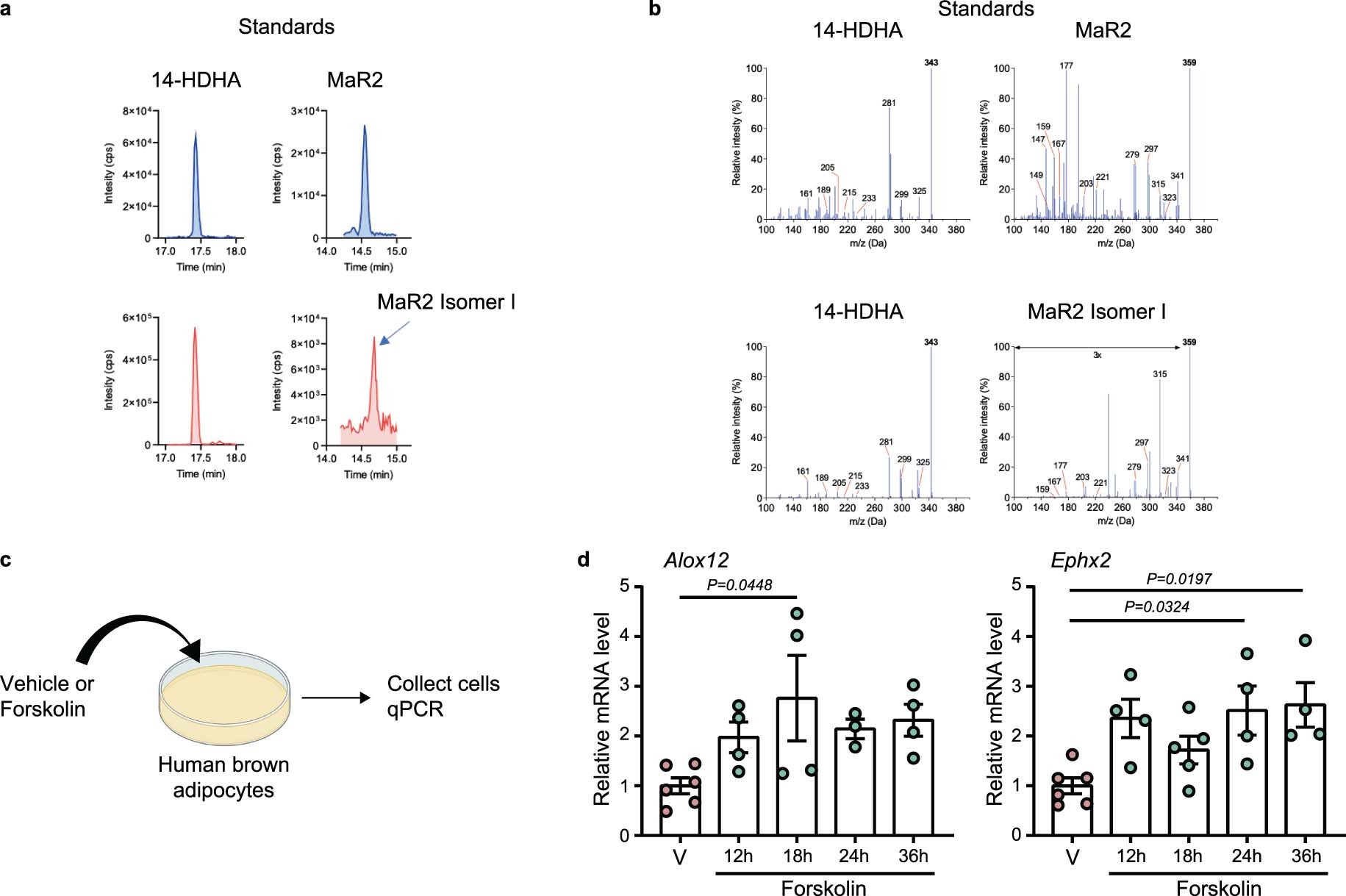 Extended Data Fig. 7: Identification of maresin pathway products in plasma of humans and expression of 12-LOX and sEH in human brown adipocytes, related to Fig. 6.
