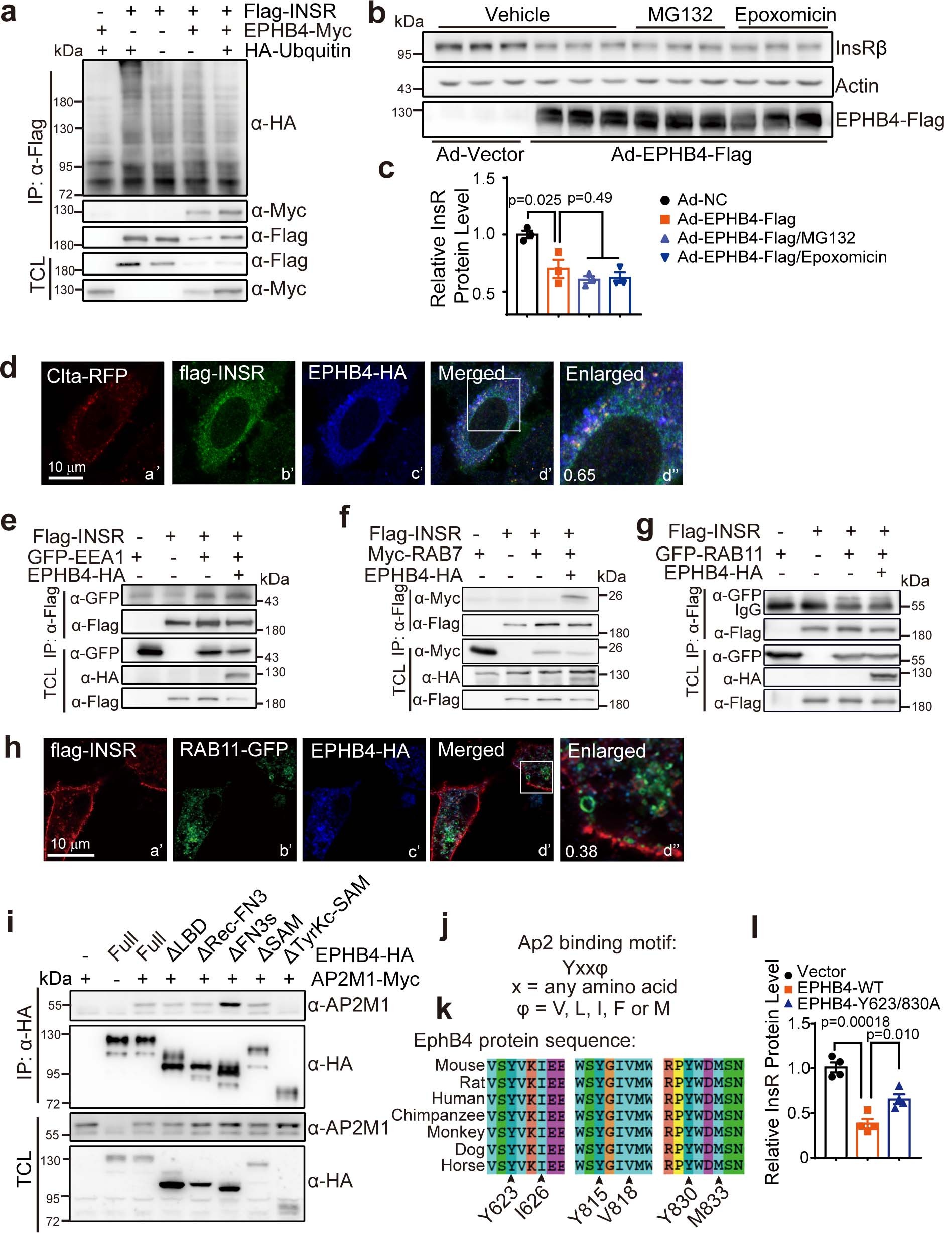 Extended Data Fig. 6: EphB4 promoted InsR degradation in the lysosome.
