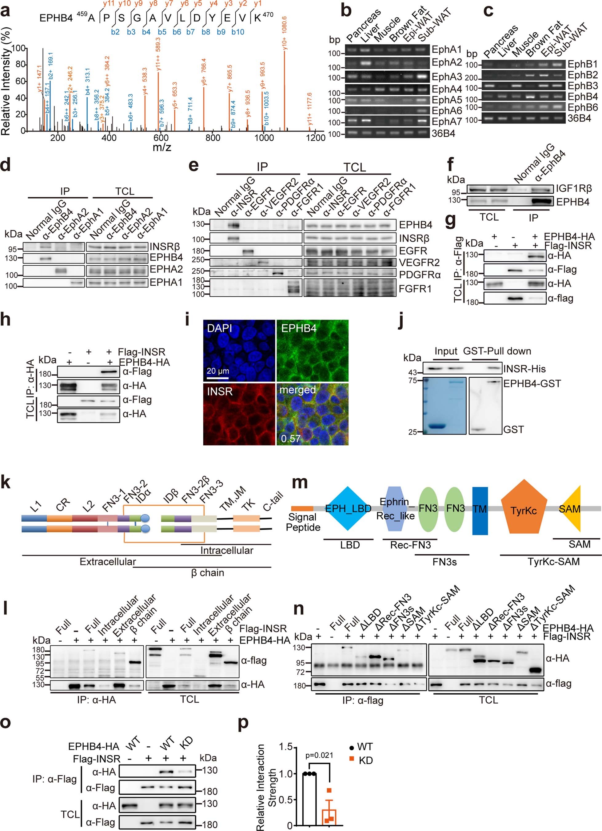 Extended Data Fig. 3: EphB4 interacted with InsR.