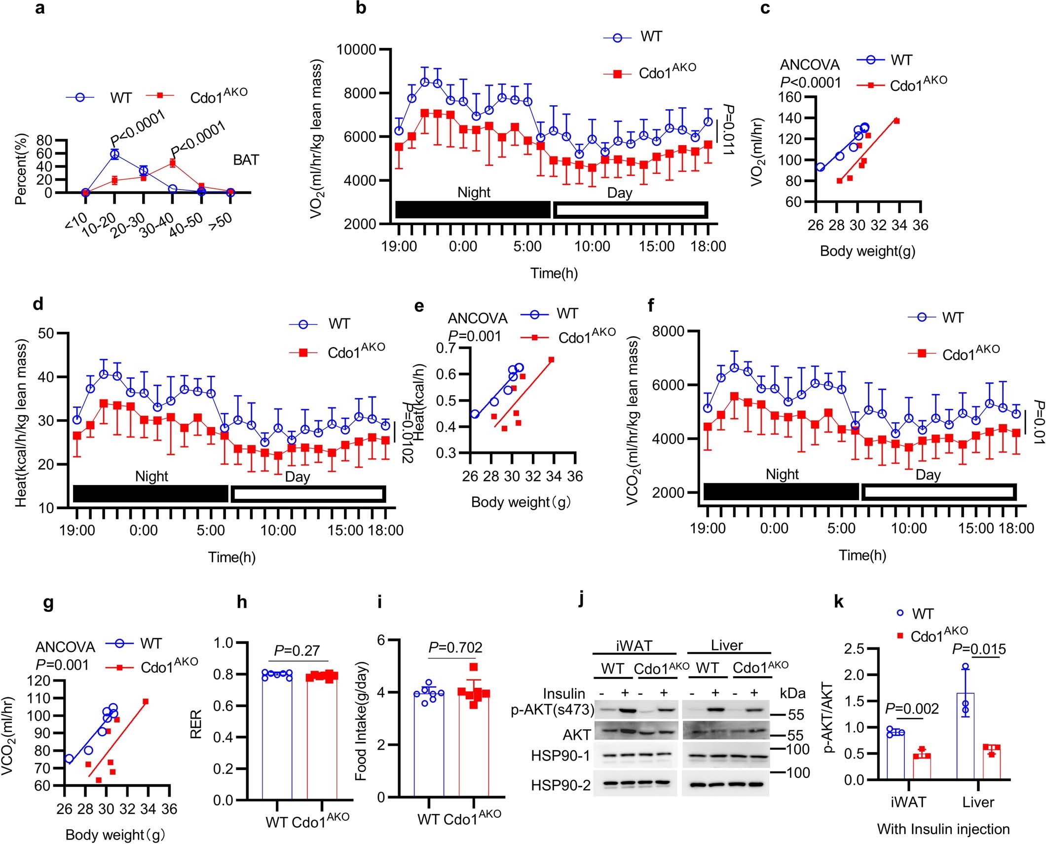 Extended Data Fig. 3: Cdo1AKO impairs EE and insulin sensitivity in HFD-fed mice.