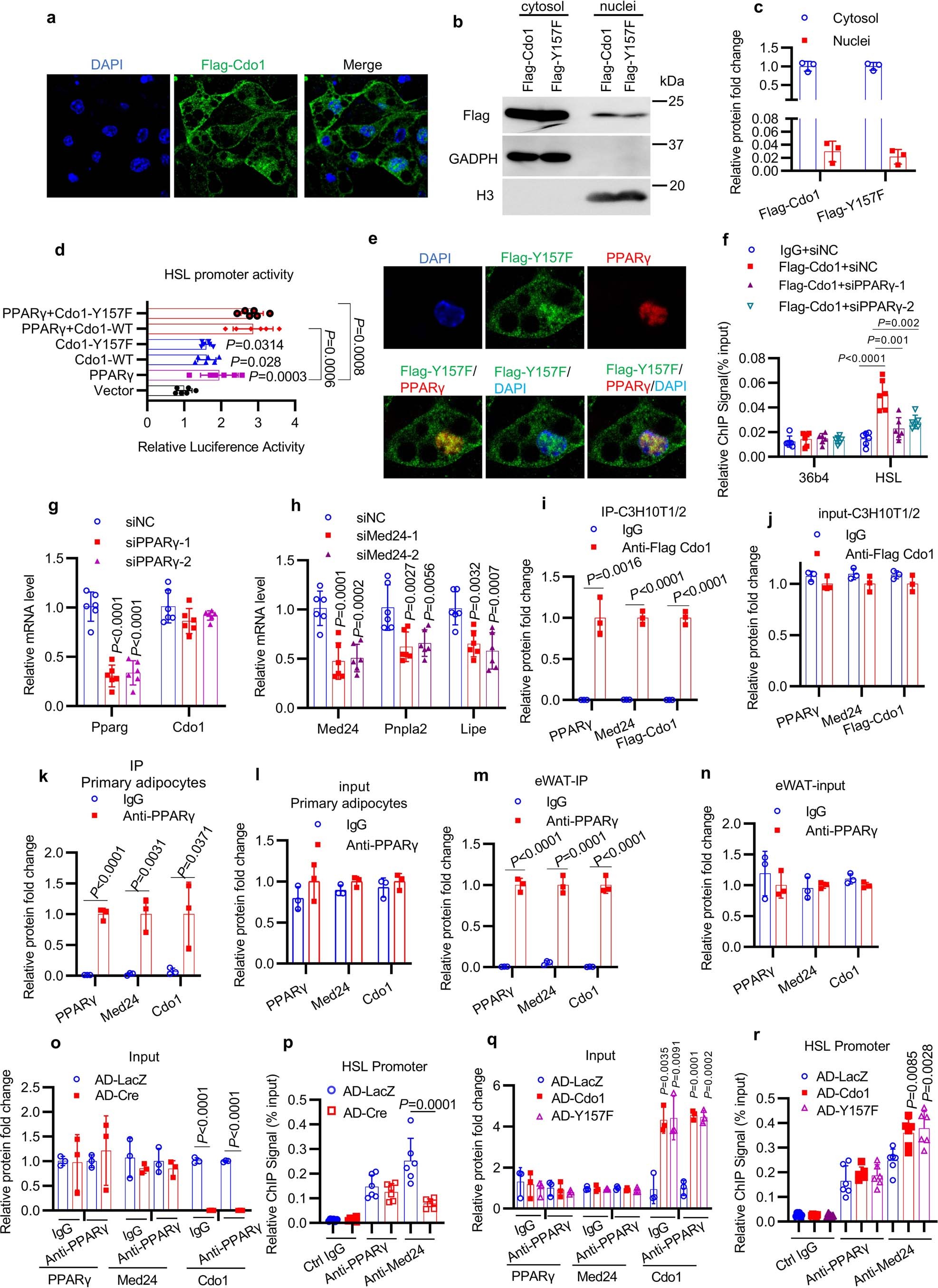 Extended Data Fig. 7: Cdo1 interacts with PPARγ and Med24 to transactivate HSL.