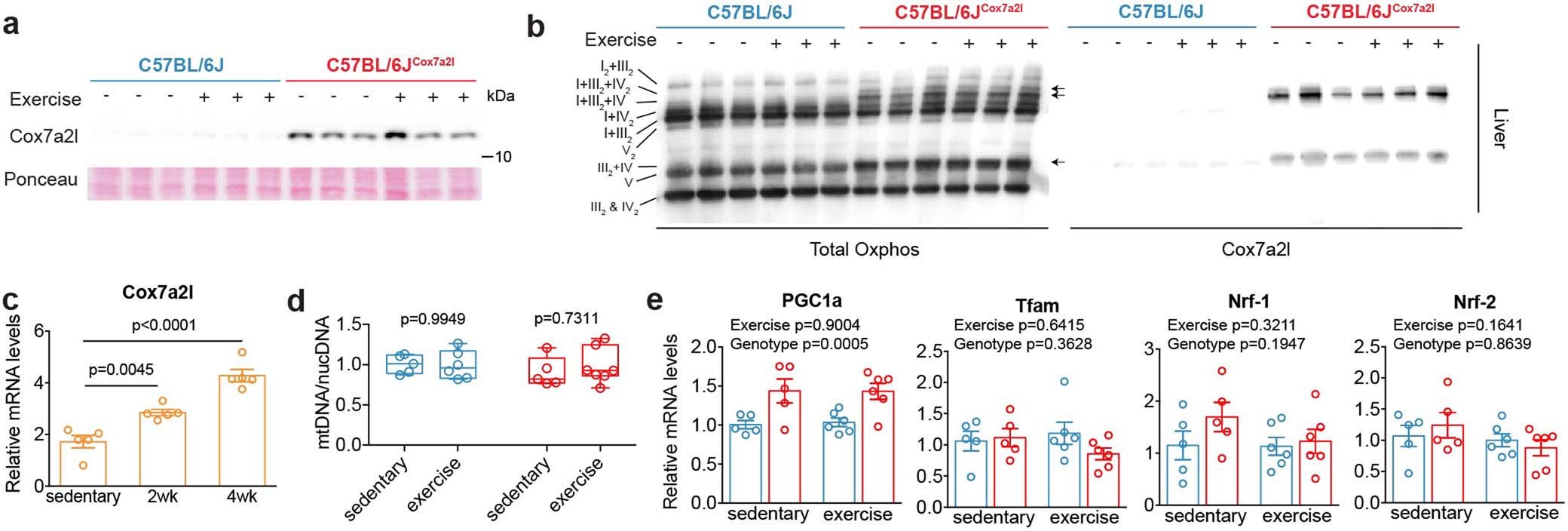 Extended Data Fig. 6: Cox7a2l is induced upon exercise specifically in the skeletal muscle.