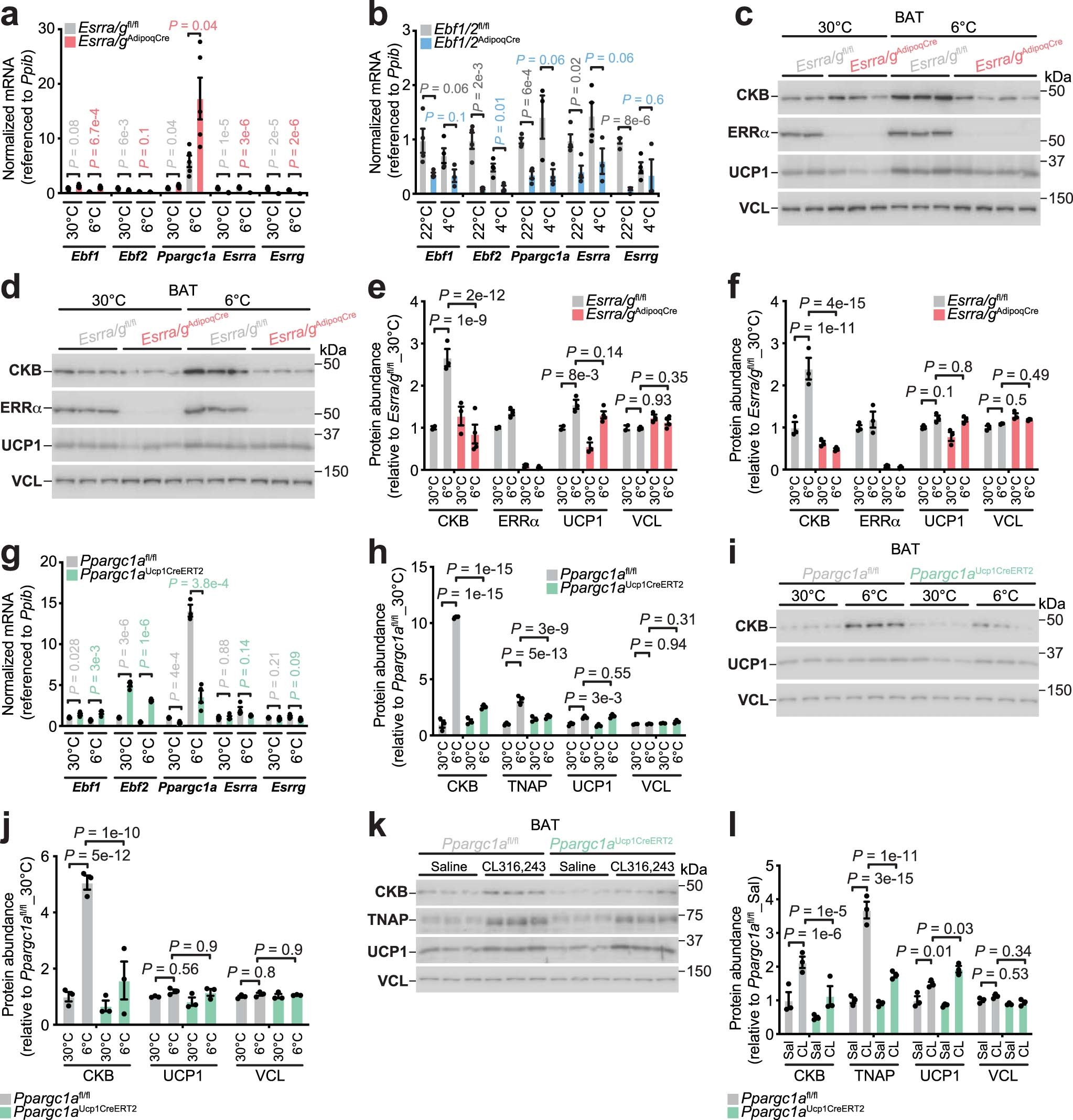 Extended Data Fig. 6: Transcriptional control of cold-stimulated futile creatine cycling gene expression.