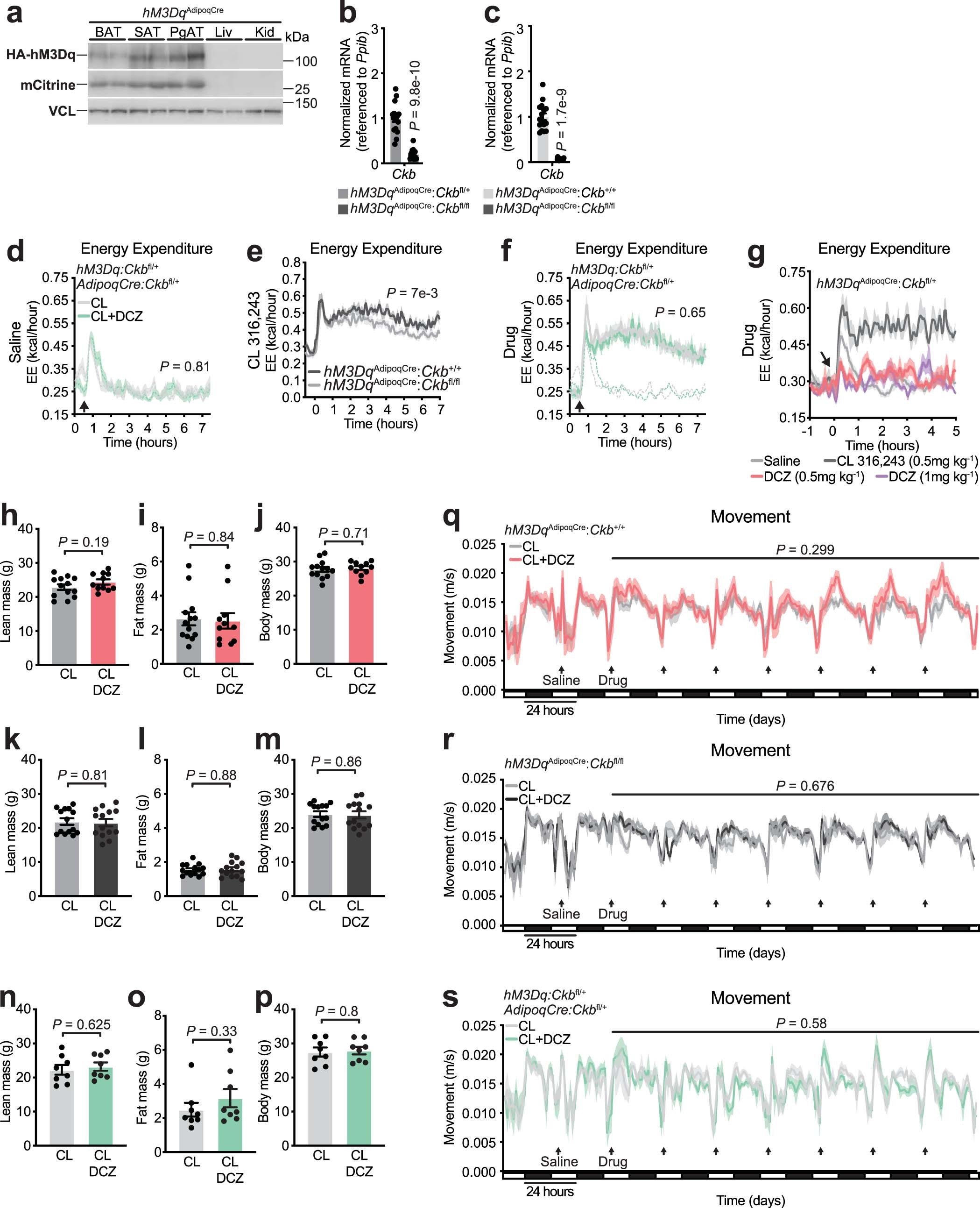 Extended Data Fig. 9: Energy expenditure by Gαs and Gαq signaling in vivo.