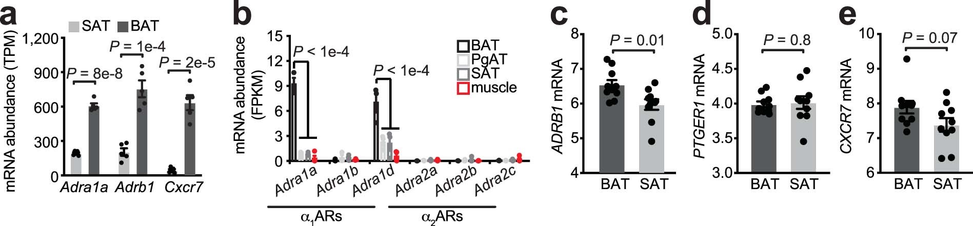 Extended Data Fig. 1: α-adrenergic receptor expression in murine and human adipose tissues.