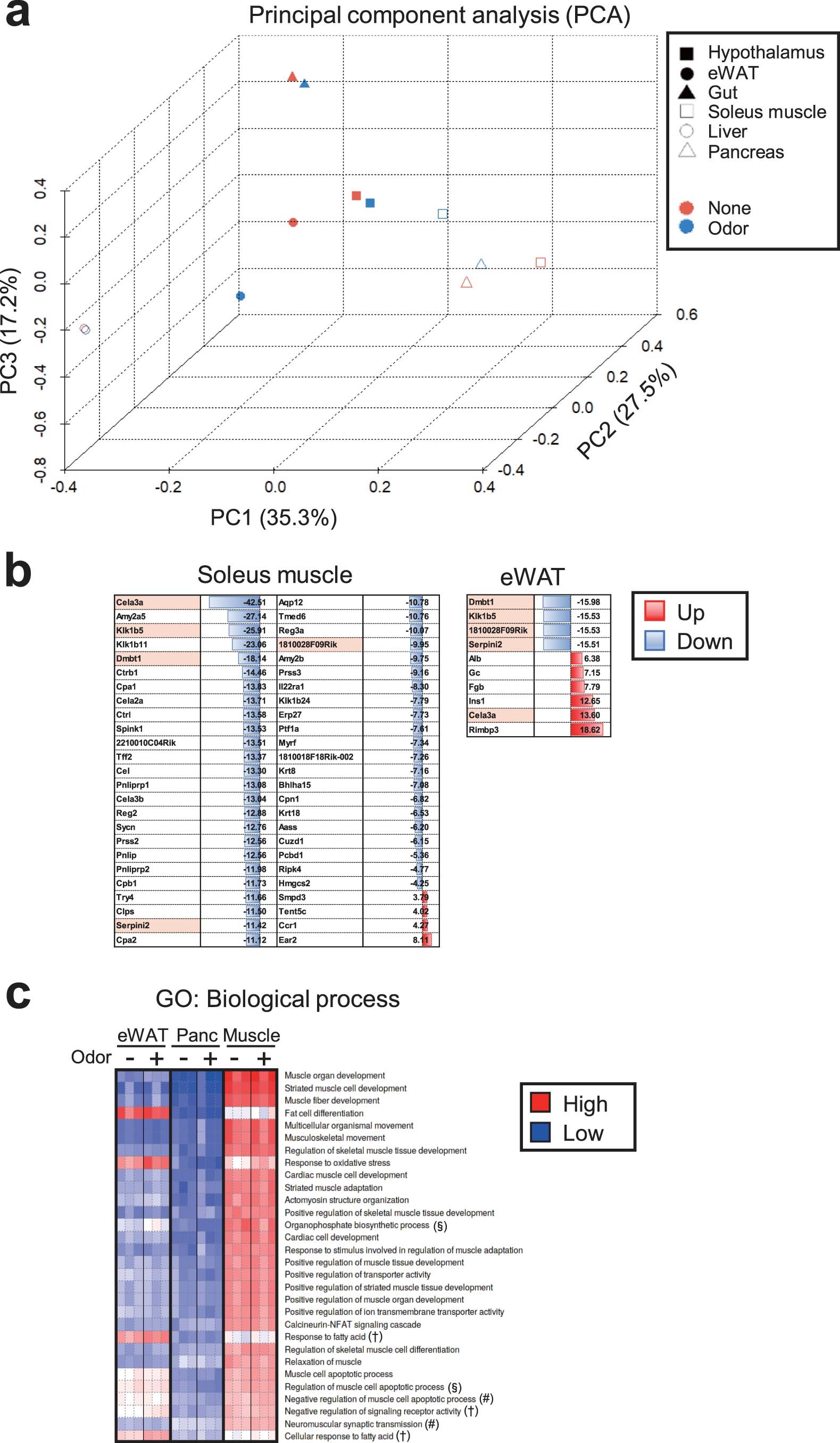 Extended Data Fig. 4: RNA-seq analysis of gene expression profiles in mice stimulated with food odor during fasting.