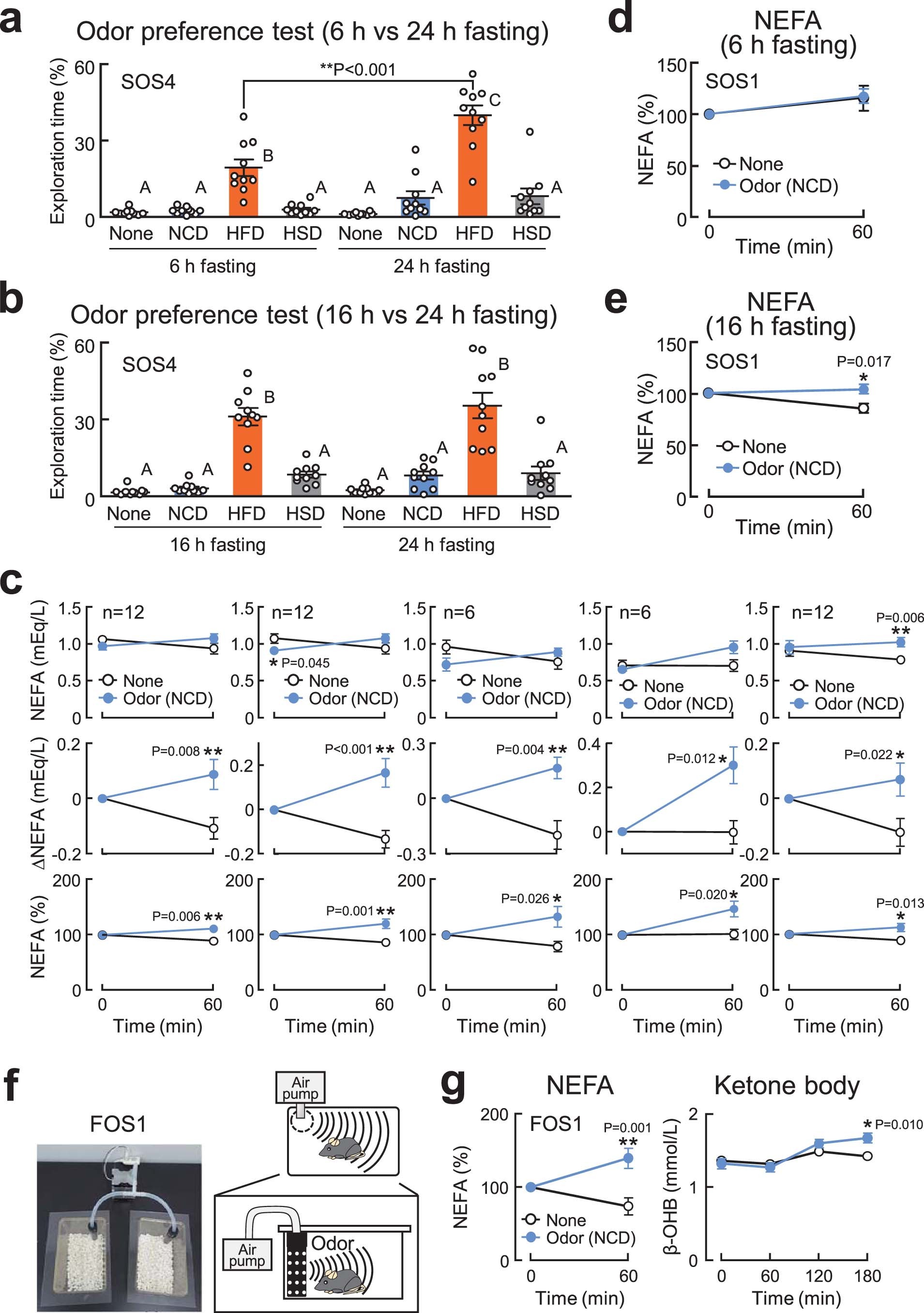 Extended Data Fig. 1: Increase in serum NEFA by food odor-stimulation in a fasting duration-dependent manner.