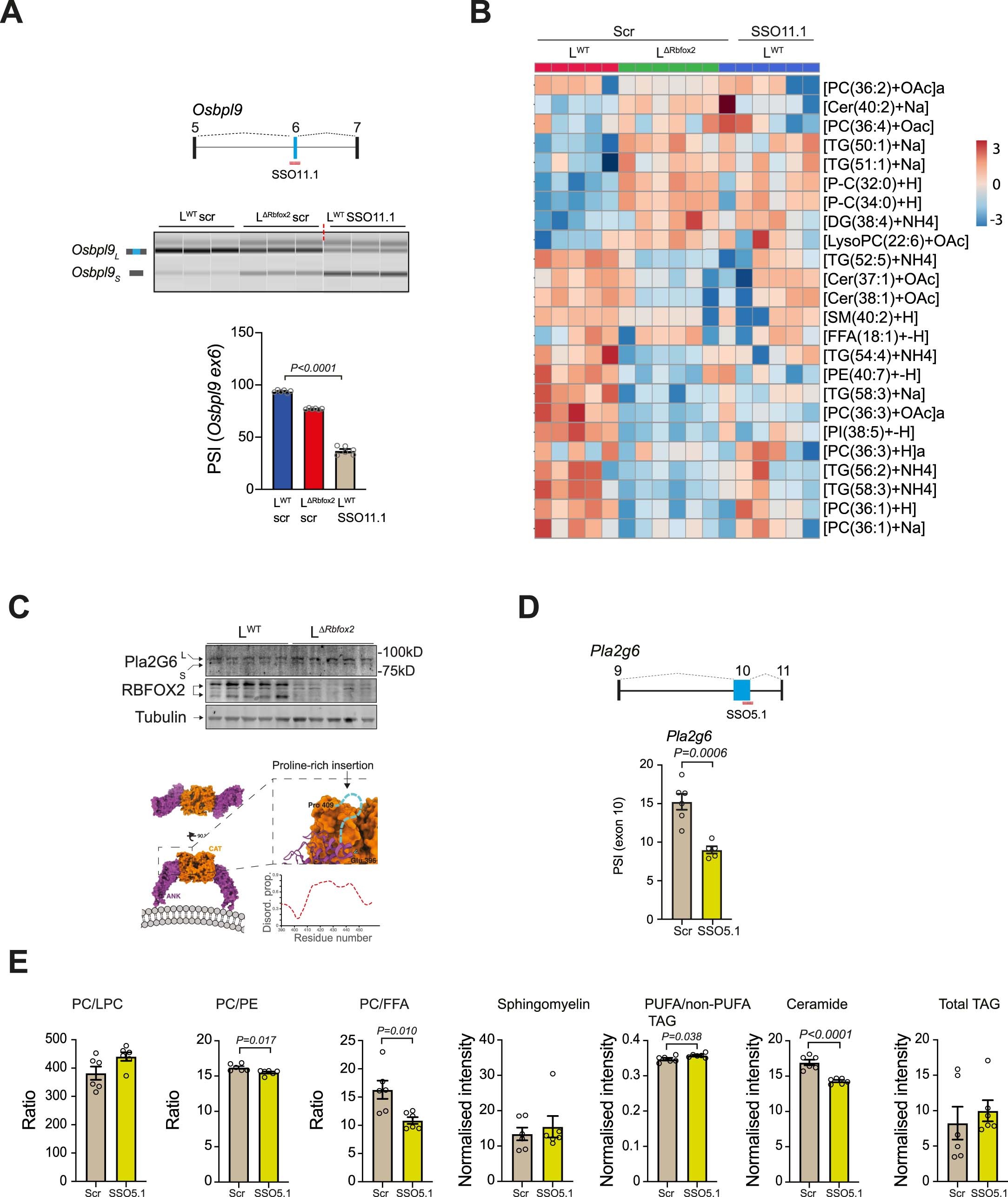 Extended Data Fig. 8: Role of Osbpl9 and Pla2g6 isoforms in lipid metabolism.