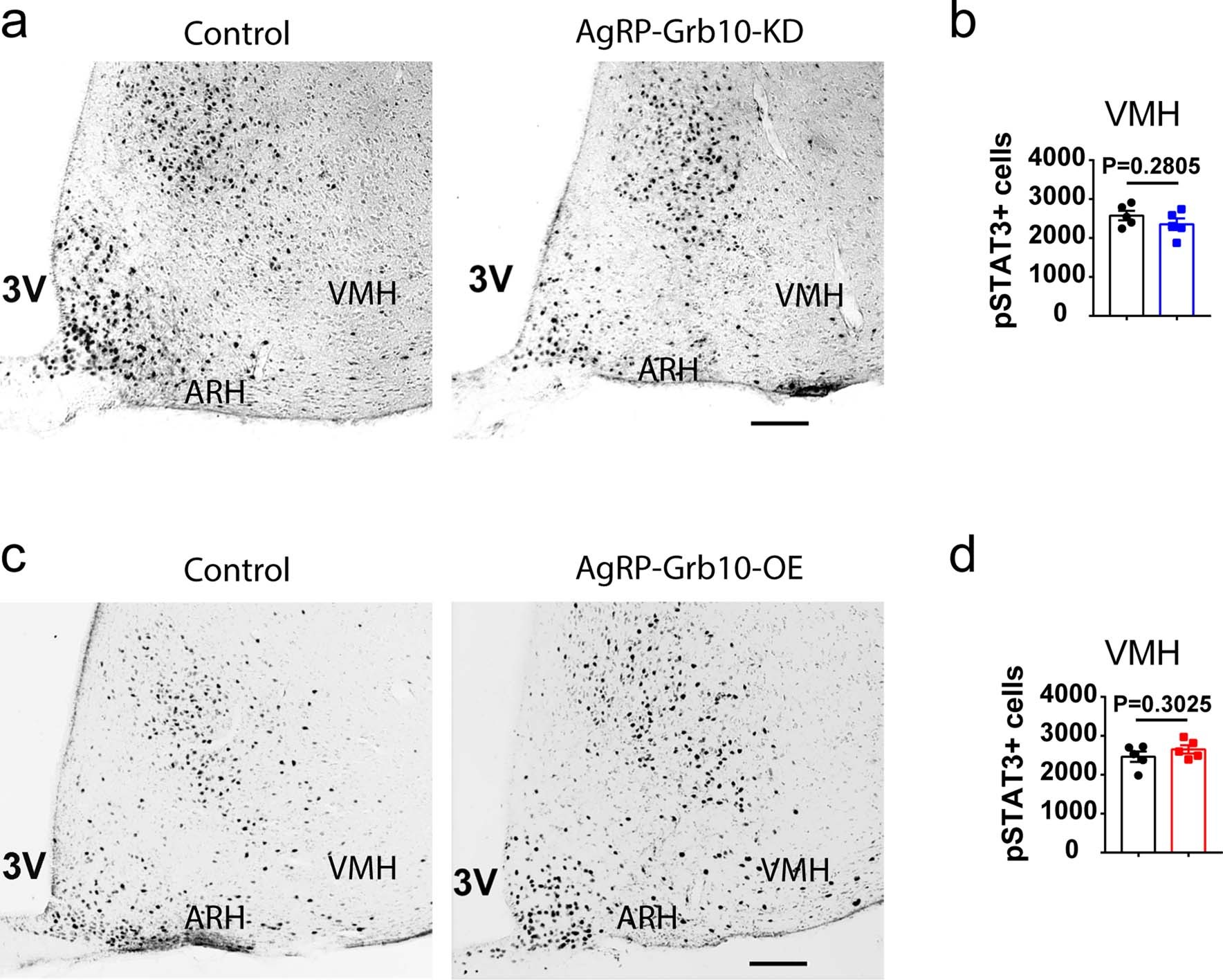 Extended Data Fig. 4: Grb10 enhances leptin sensitivity in AgRP neurons.