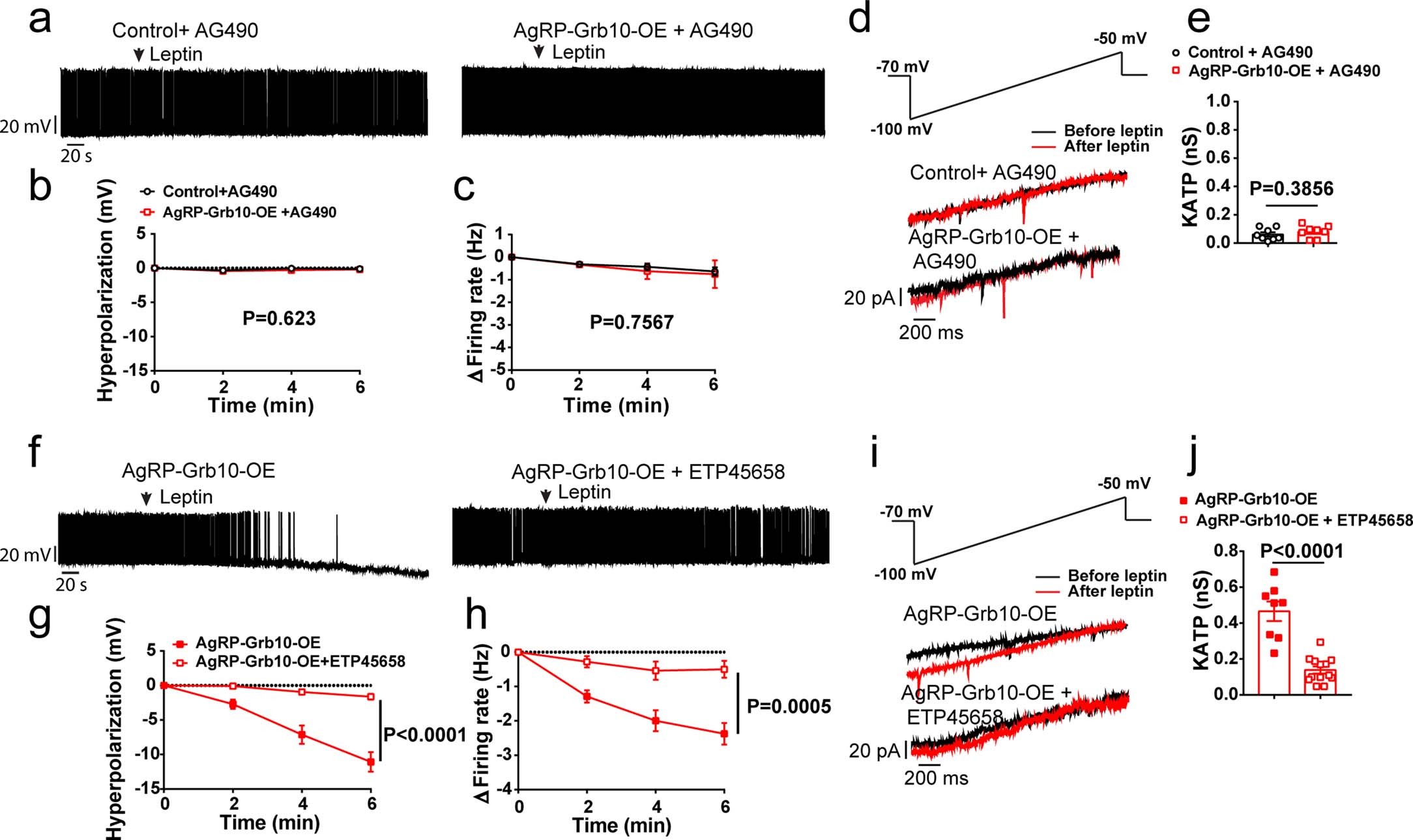Extended Data Fig. 6: JAK2 or PI3K inhibition blocks the effects of leptin on AgRP neurons.