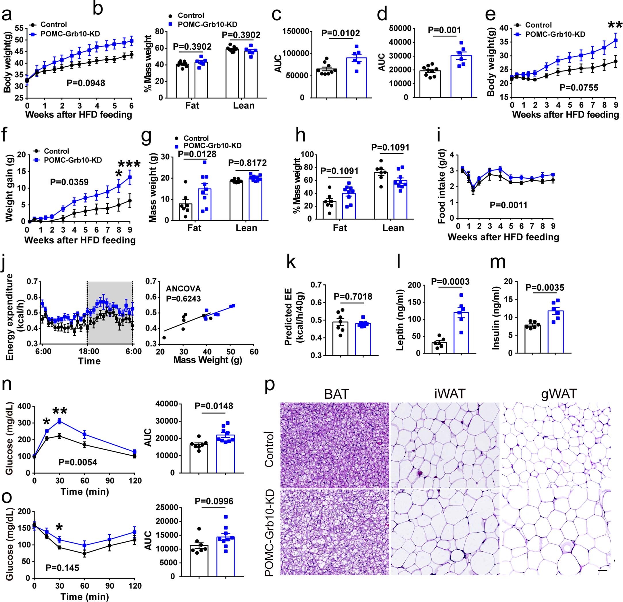 Extended Data Fig. 8: Grb10 deletion in POMC neurons accelerates the development of obesity in HFD-fed male and female mice.