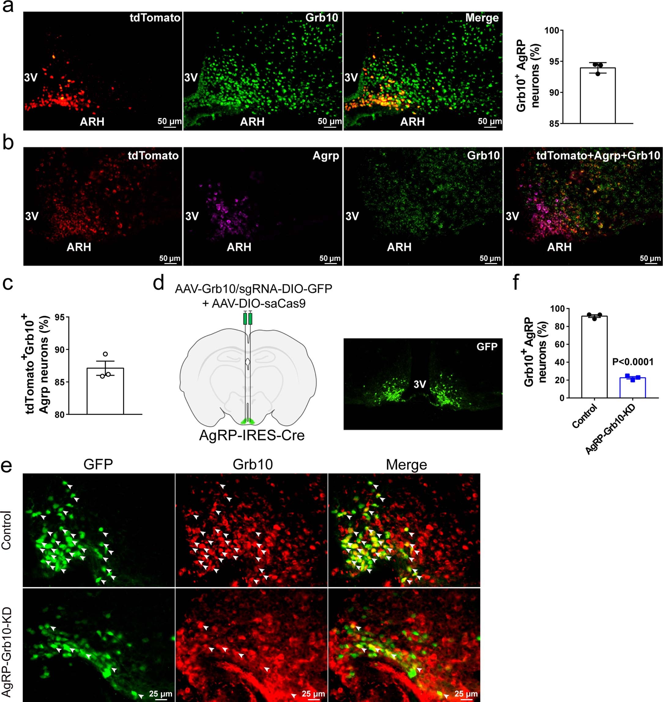 Extended Data Fig. 1: Generation and validation of AgRP-Grb10-KD mice.