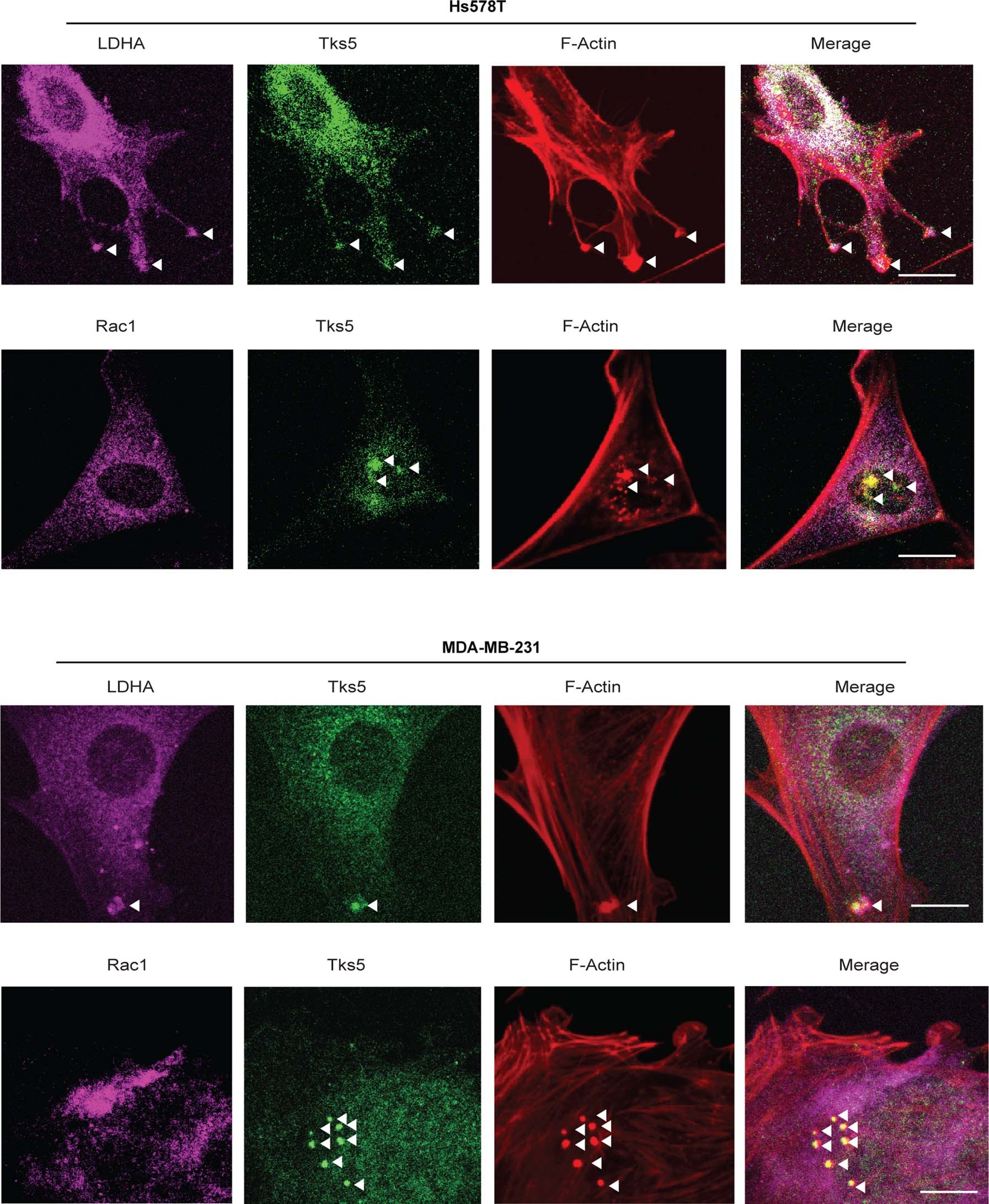 Extended Data Fig. 4