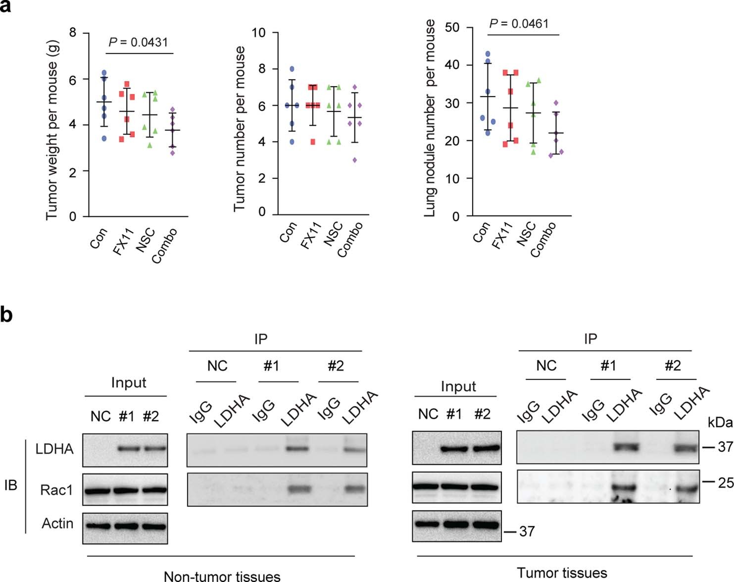 Extended Data Fig. 9: The effect of FX11 and/or NSC23766 on the growth and lung metastasis of mammary tumors in MMTV-PyMT mice.