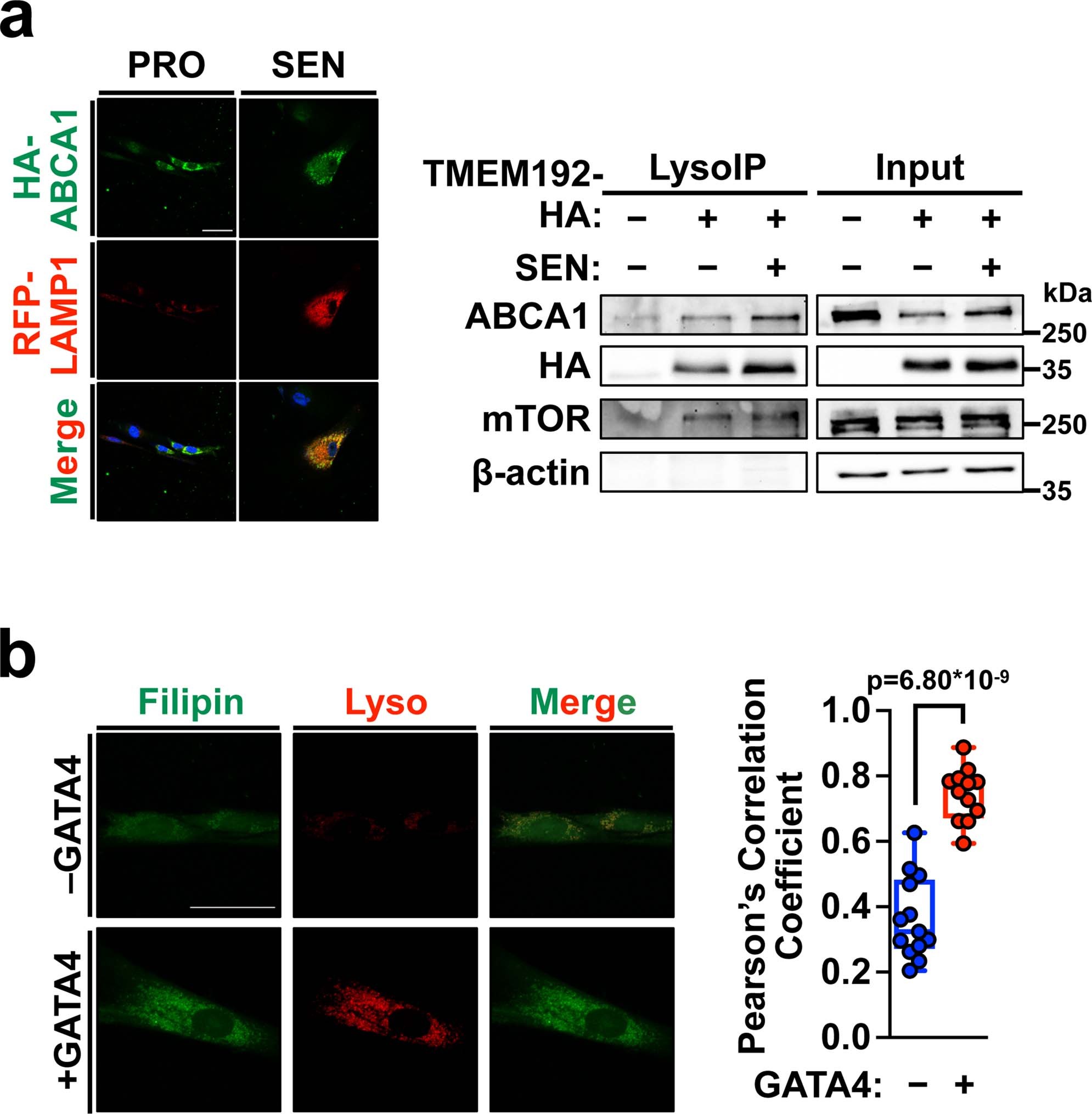 Extended Data Fig. 5: ABCA1 is localized in the lysosome.
