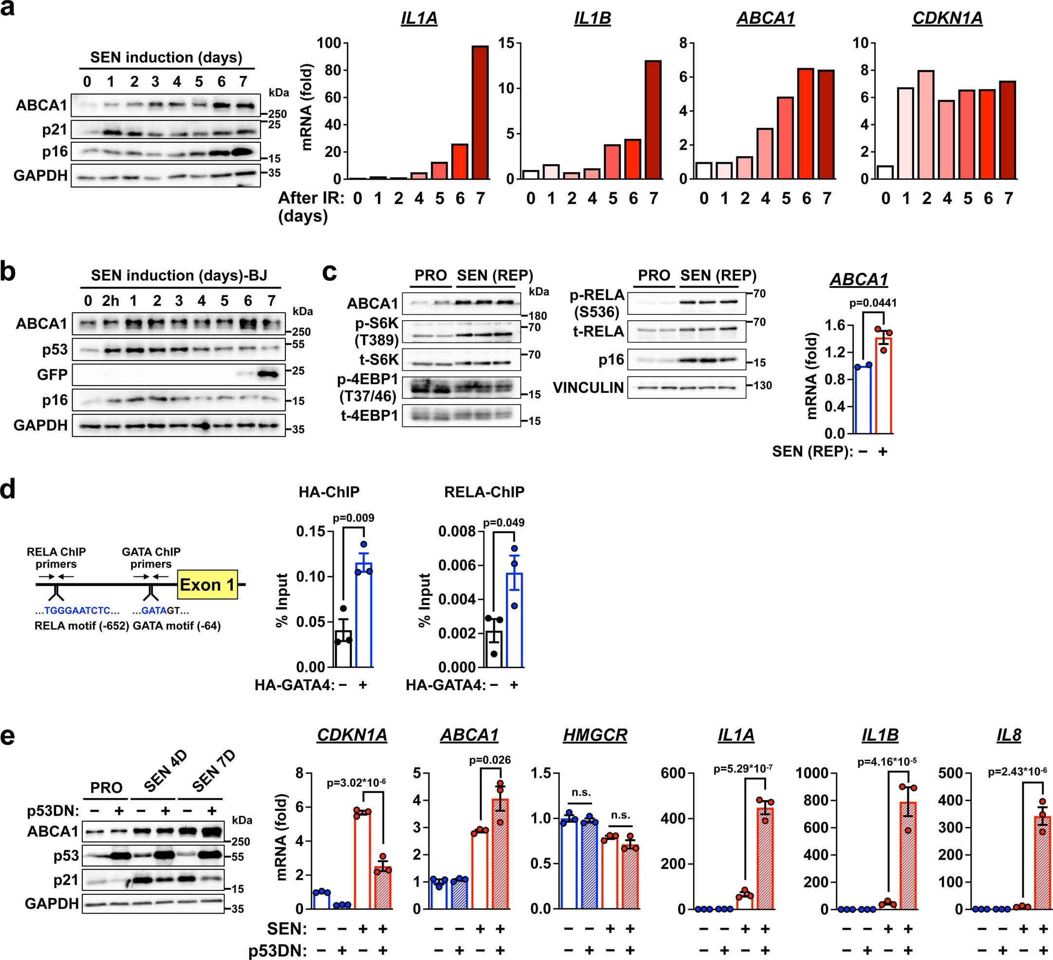 Extended Data Fig. 4: The GATA4-NF-kB axis induces ABCA1 during senescence.