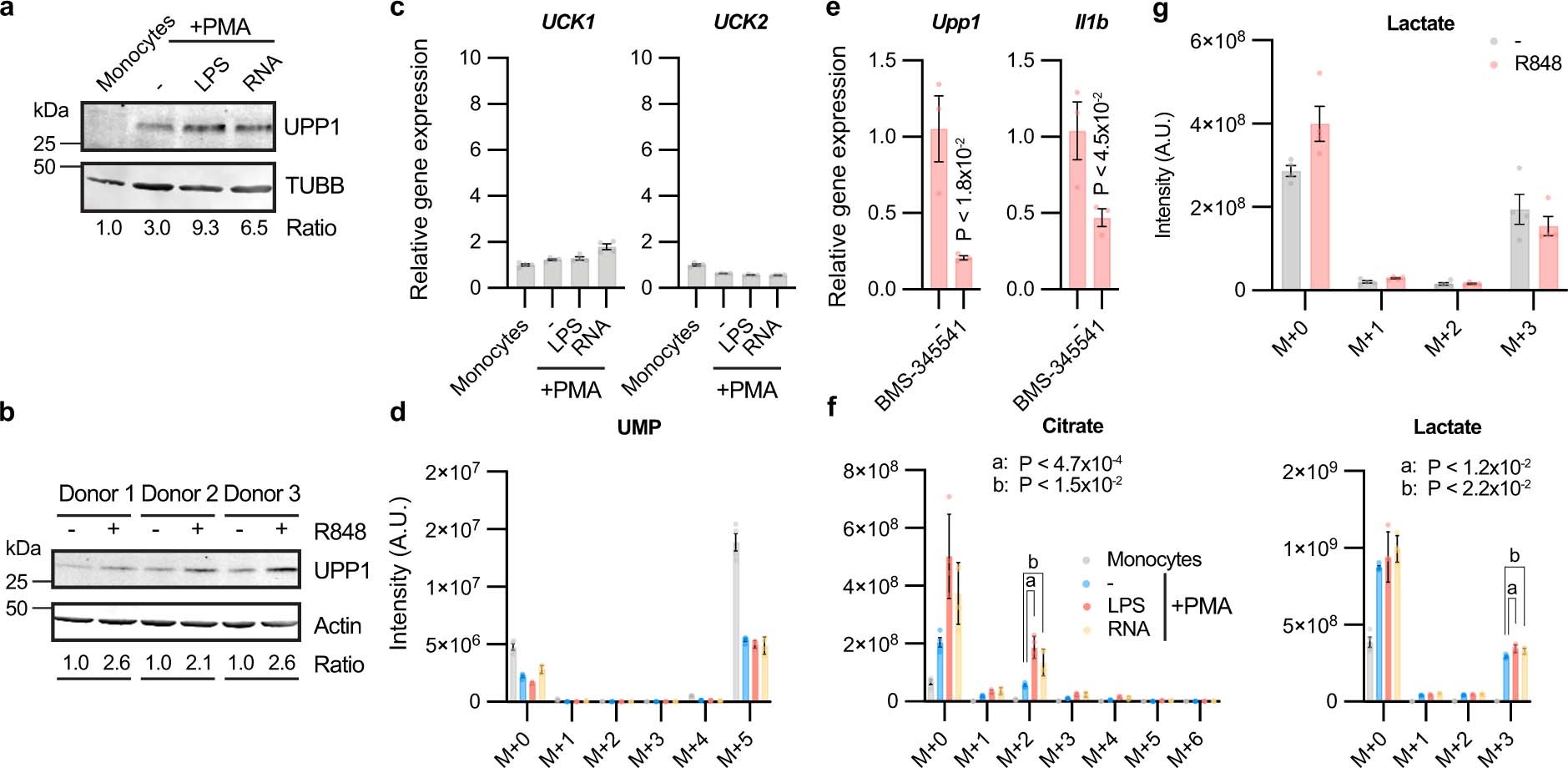 Extended Data Fig. 8: UPP1 expression and uridine catabolism for energy production in the monocytic lineage.