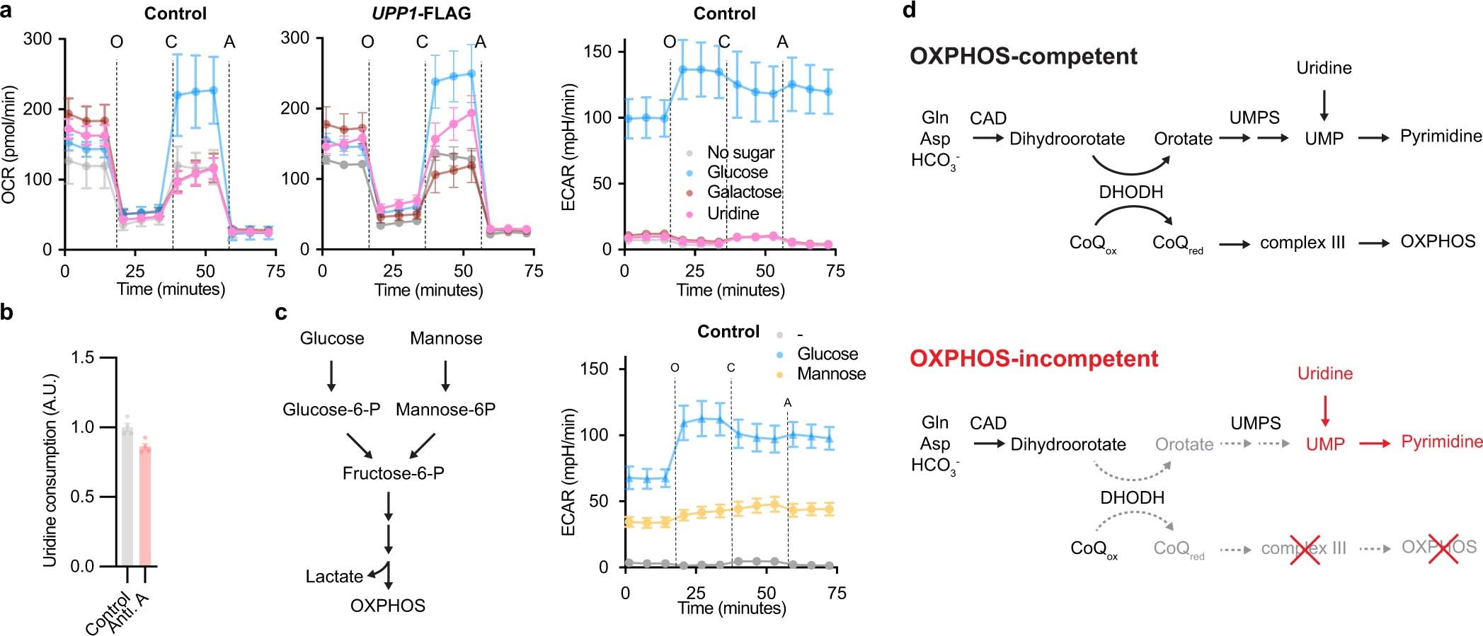 Extended Data Fig. 9: Additional bioenergetics measurement in uridine or mannose-grown cells.