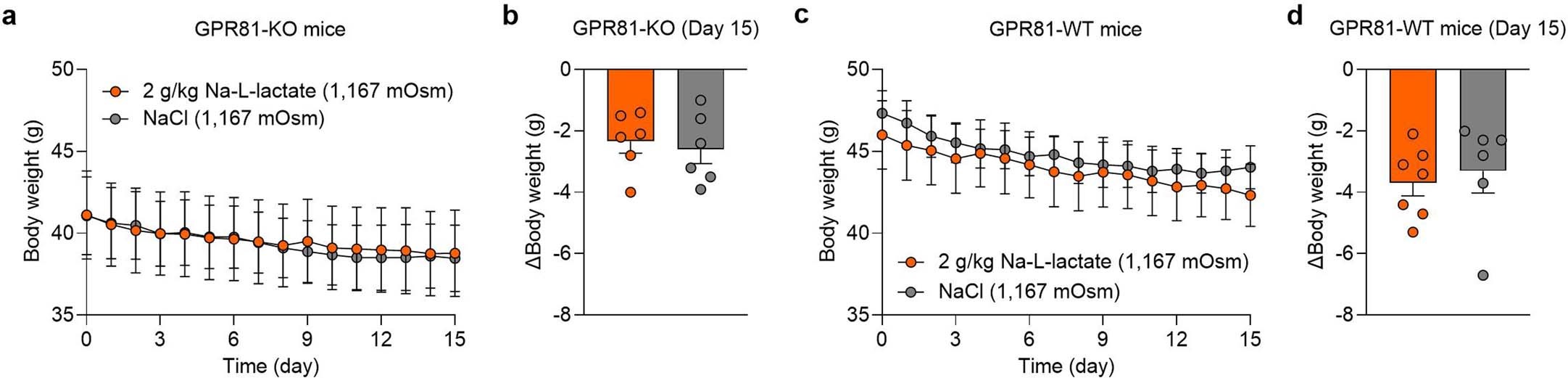 Extended Data Fig. 5: Effect of Na-L-lactate on body weight in GPR81 knockout and wild-type mice.