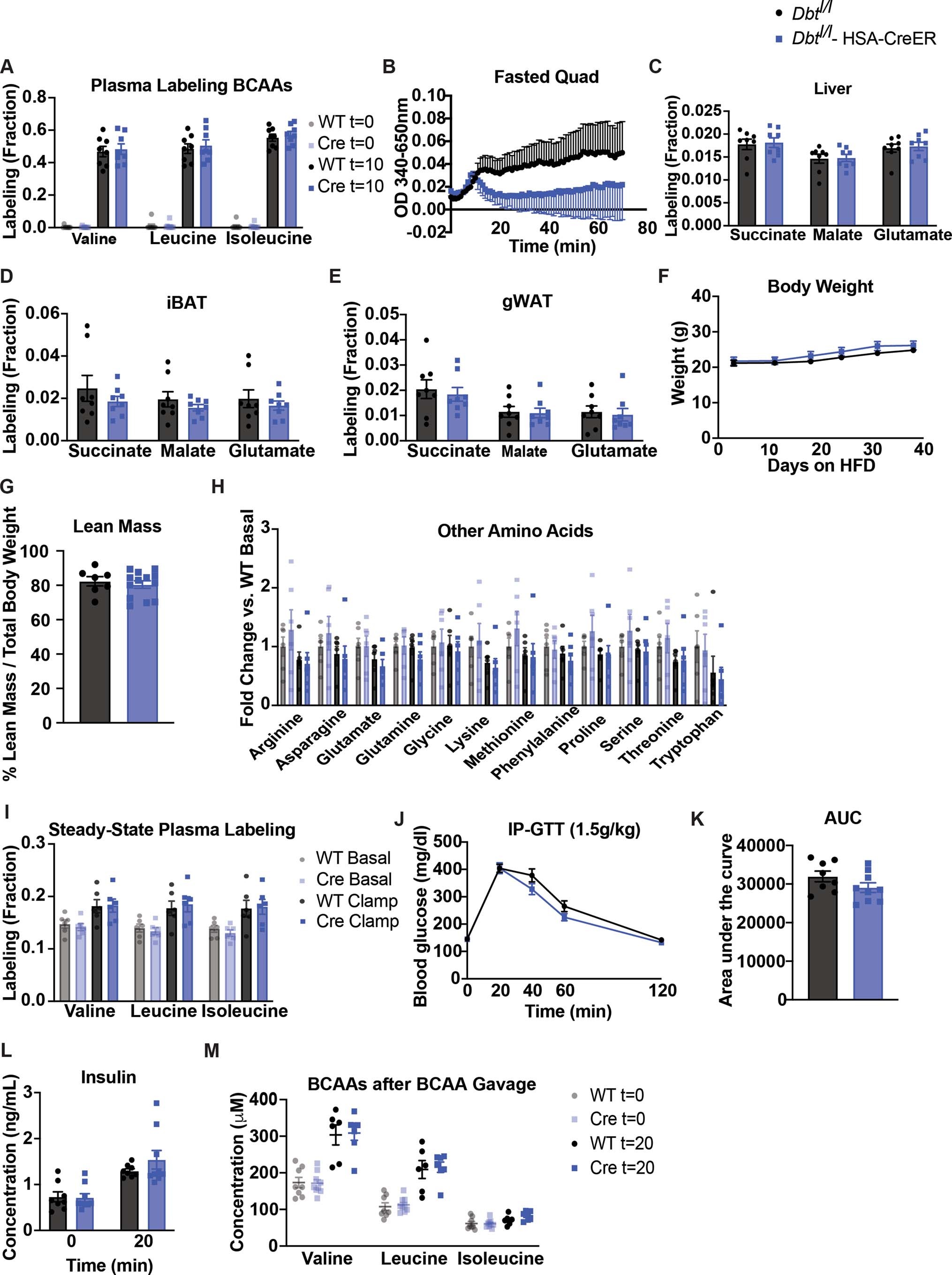 Extended Data Fig. 6: Decreased SM BCAA oxidation is specific and does not affect body weight or glucose tolerance on HFD.