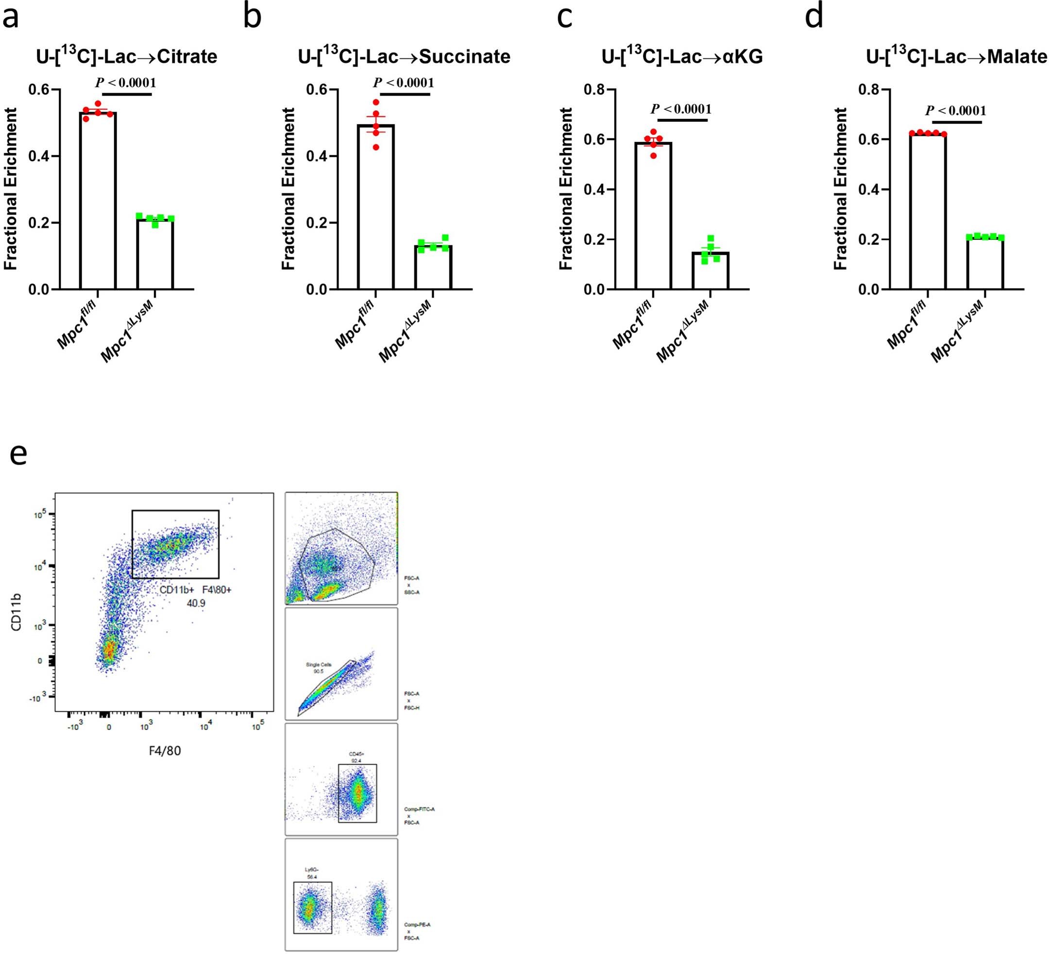 Extended Data Fig. 5: Mpc1 depletion reduces lactate fueling of the TCA cycle.