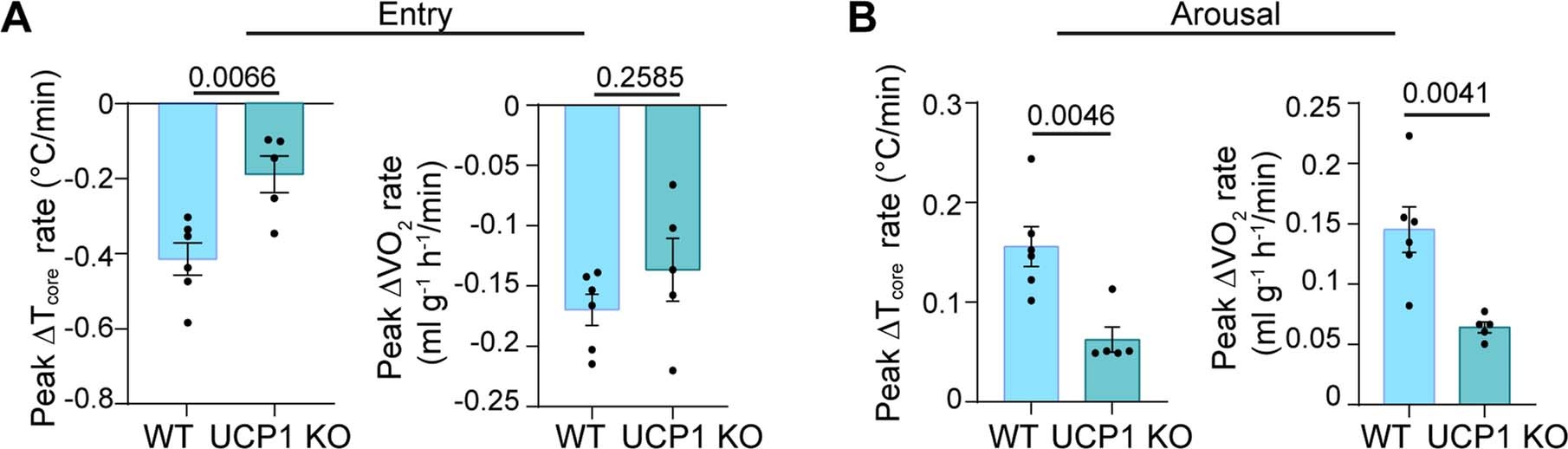 Extended Data Fig. 8: Characterization of the entry and arousal pattens during UIH in WT and UCP1-KO mice.