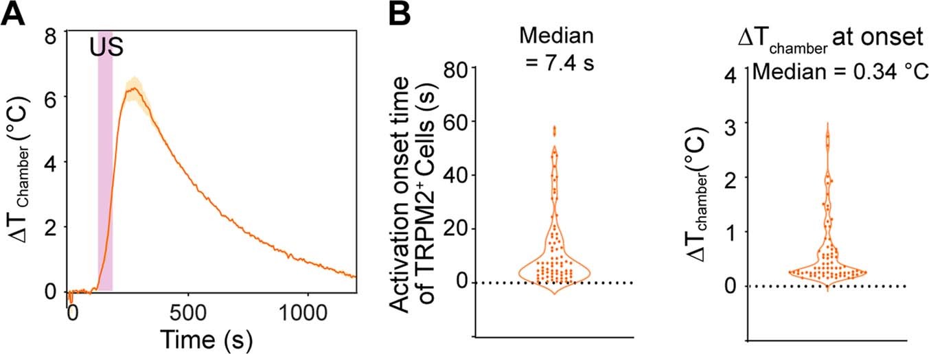 Extended Data Fig. 10: Measurements of the ultrasound-induced thermal effect in vitro.