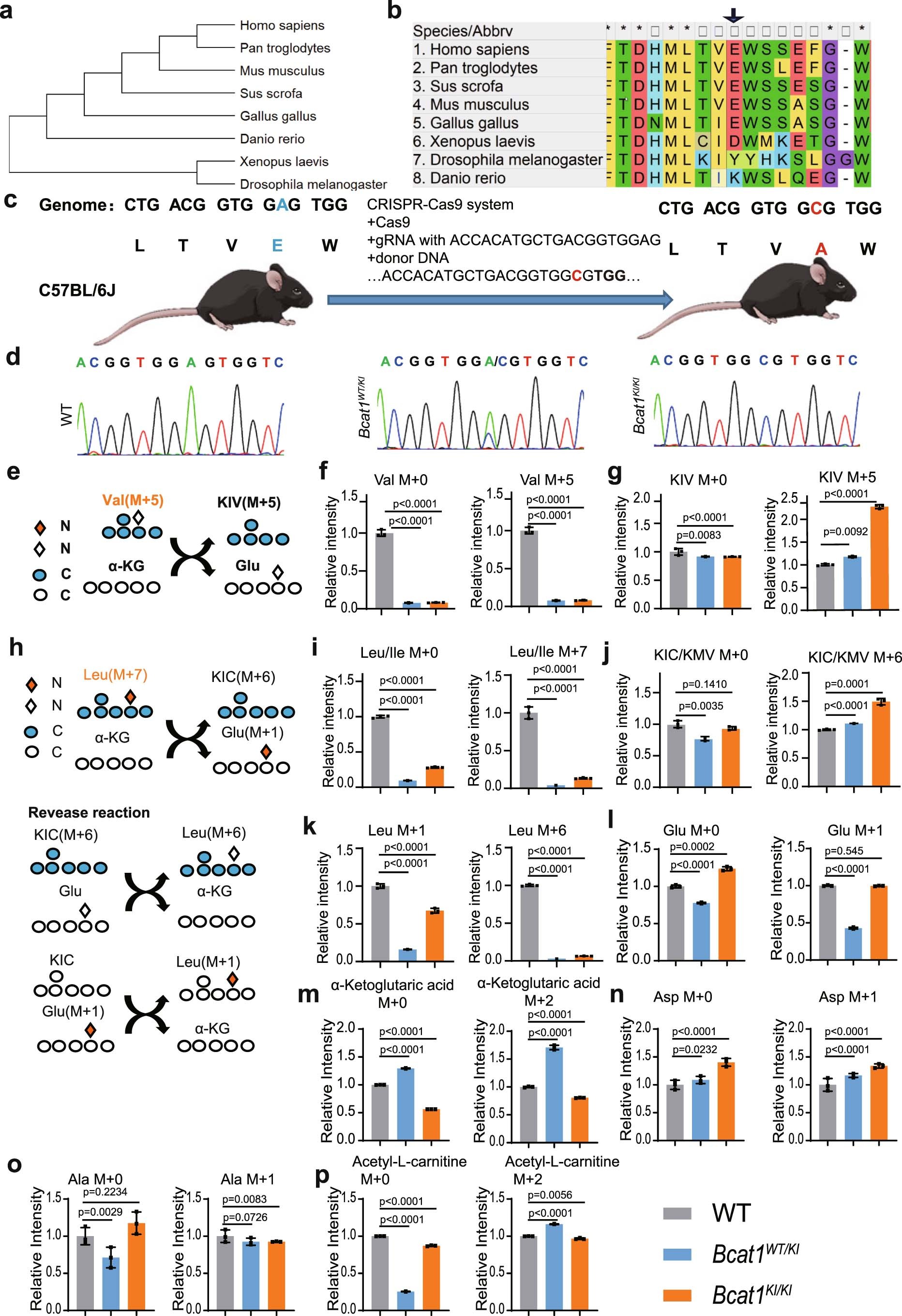 Extended Data Fig. 4: Tracing the metabolites in mouse dermal fibroblasts (MDFs).