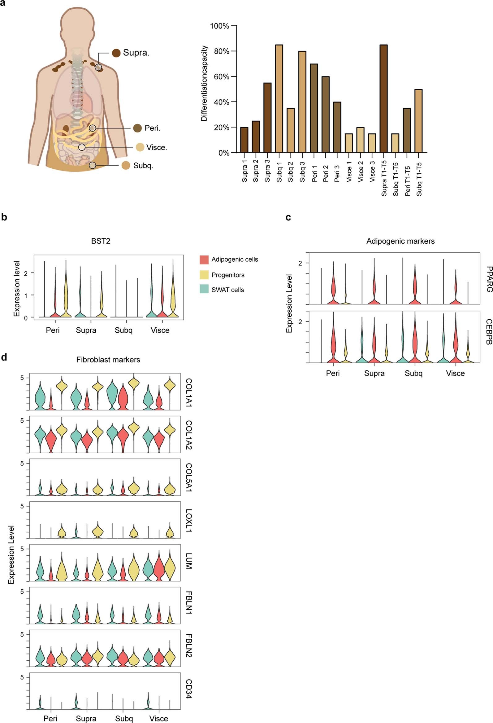 Extended Data Fig. 1: Characteristics of the cell cultures included in the scRNA seq experiments.