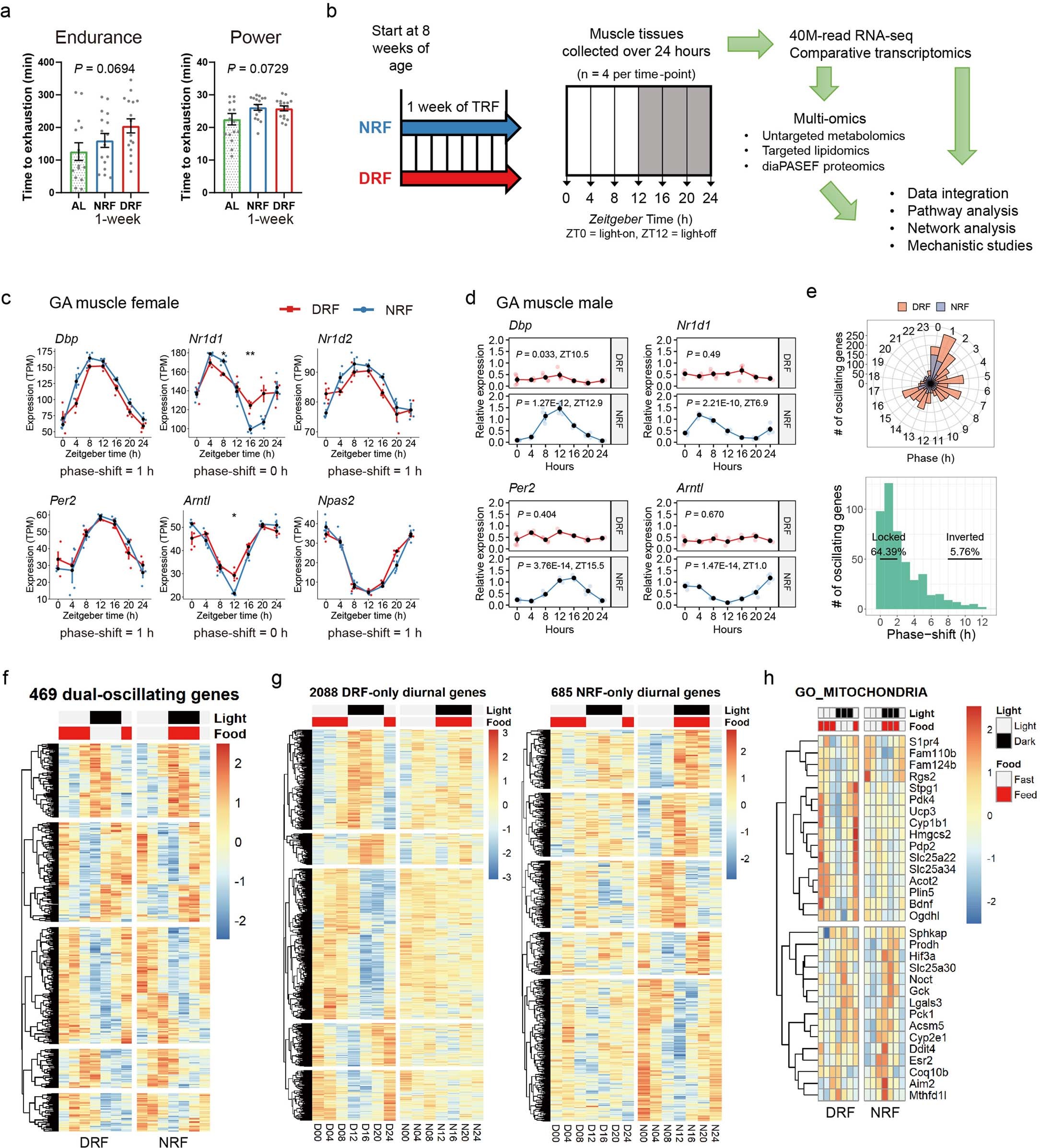 Extended Data Fig. 3: General features and circadian clock oscillation of the multi-omics dataset.
