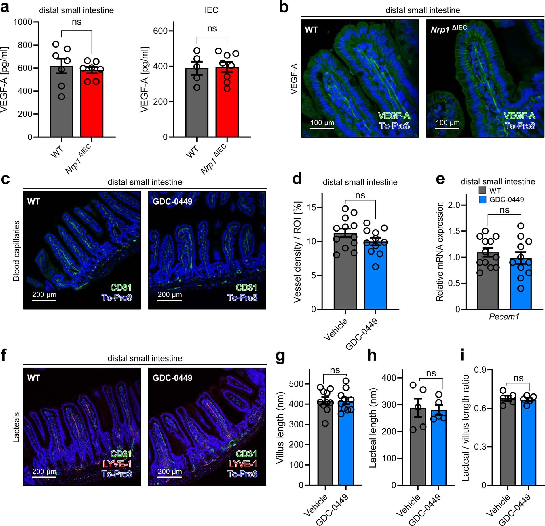 Extended Data Fig. 4: VEGF-A expression in the small intestine of the Nrp1ΔIEC mouse line and characterization of blood capillaries and lacteals in the distal small intestine of GDC-0449-treated mice.
