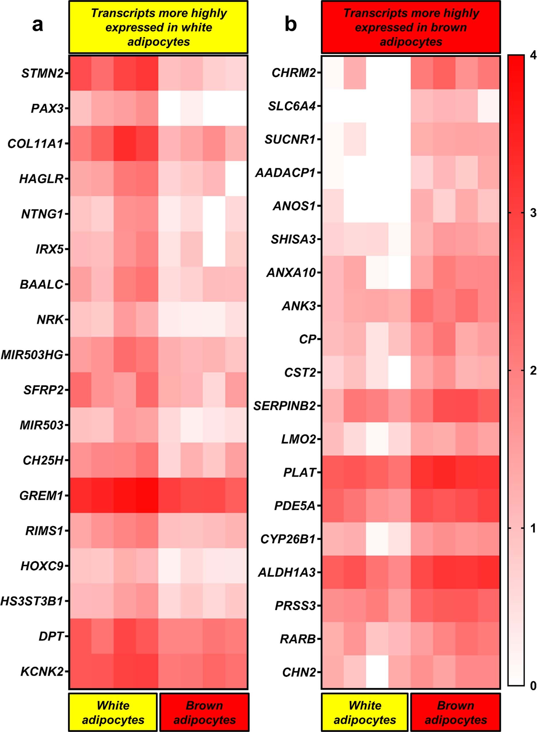 Extended Data Fig. 1: RNA sequencing of human primary brown and white adipocytes.